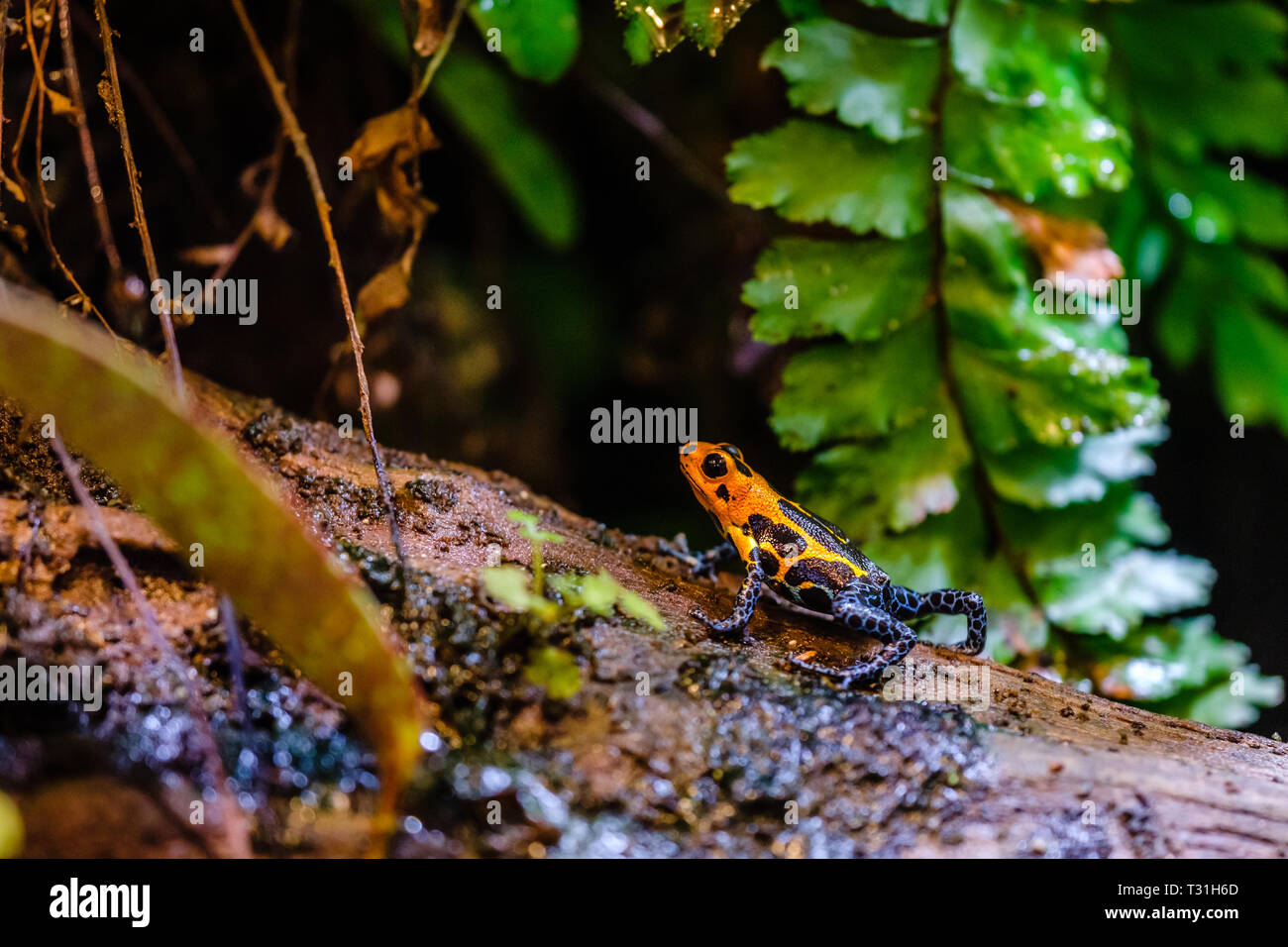 Poison dart frog, Bleu Orange animal venimeux de la forêt amazonienne du Pérou Banque D'Images