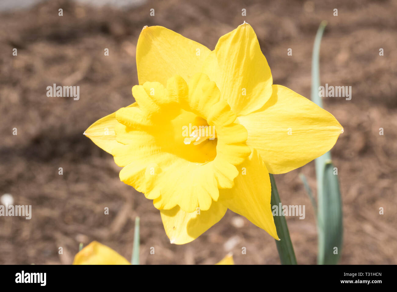 En fleurs fleurs de Narcisse jonquille sur journée ensoleillée avec ciel  bleu Photo Stock - Alamy