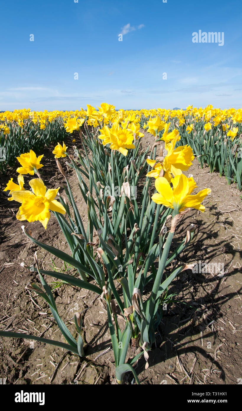 Superbe Paysage De Printemps Fleur Jonquille Dans Une Image Verticale Champs De Fleurs Jonquille Contre Un Ciel Bleu Prendre Dans Skagit County Washington Photo Stock Alamy