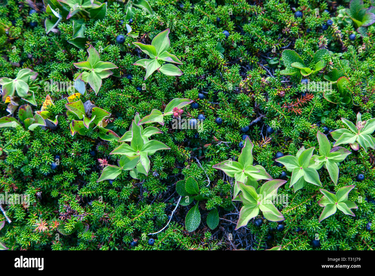 Crowberries cornouiller nain et se développer parmi la toundra alpine Banque D'Images