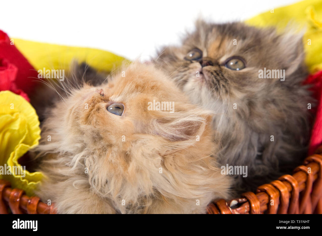 Beau et mignon chat persan sur fond blanc Banque D'Images
