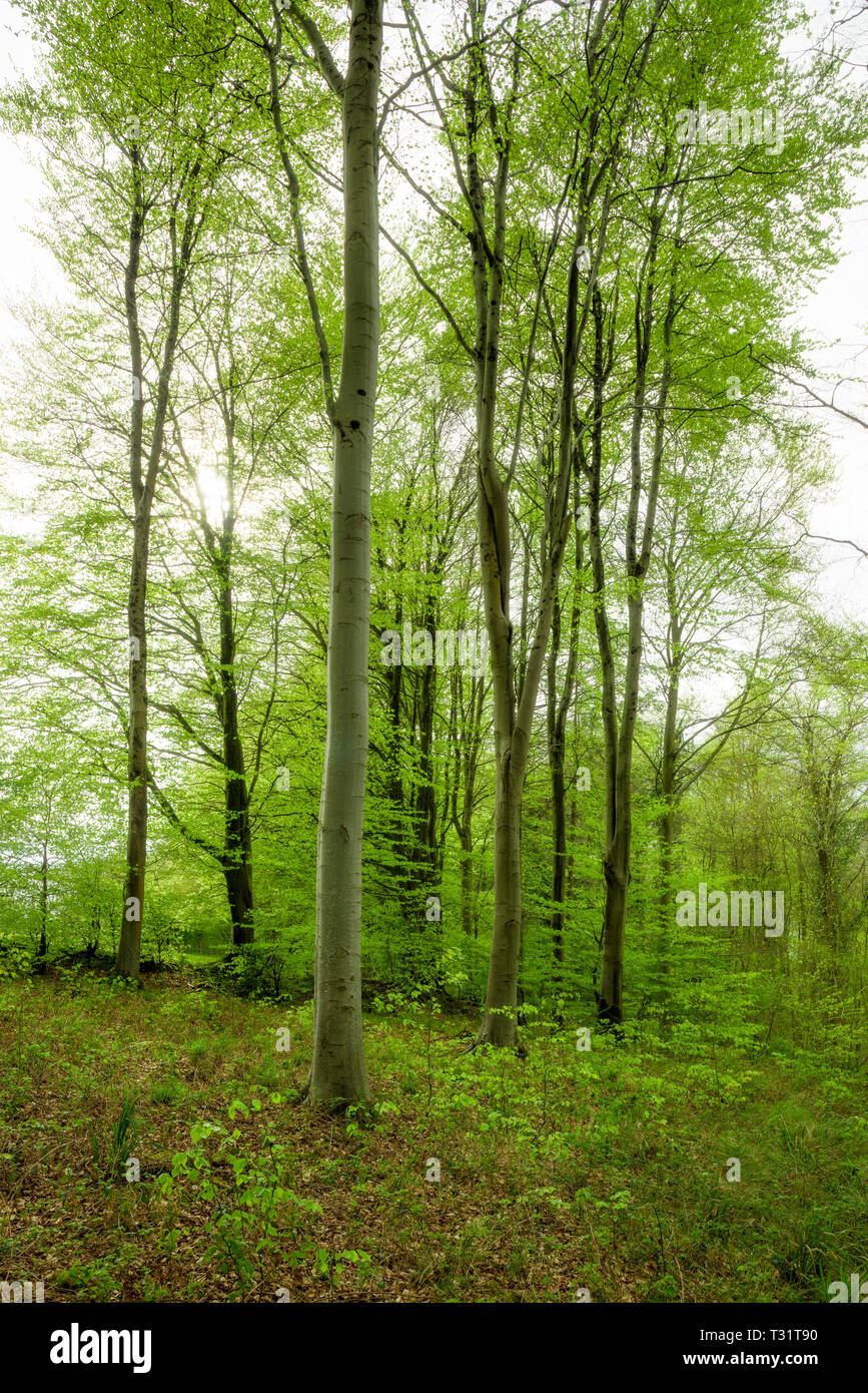 Bois de hêtre au printemps à Rowberrow Warren dans les collines de Mendip, Somerset, Angleterre. Banque D'Images