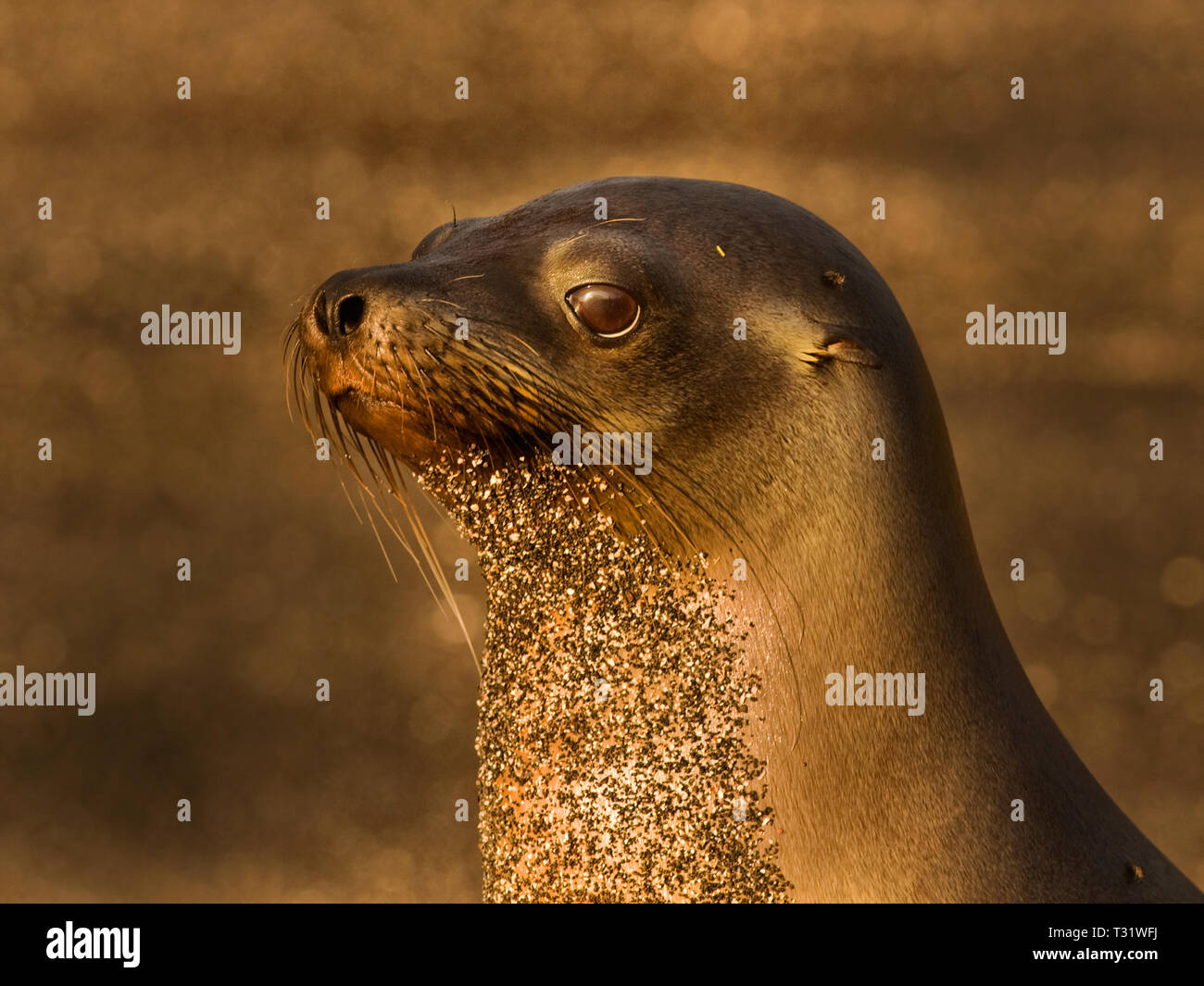 L'AMÉRIQUE DU SUD, l'Équateur, Îles Galápagos, l'île de Fernandina, Lion de mer Galapagos, Zalophus wollebaeki Banque D'Images