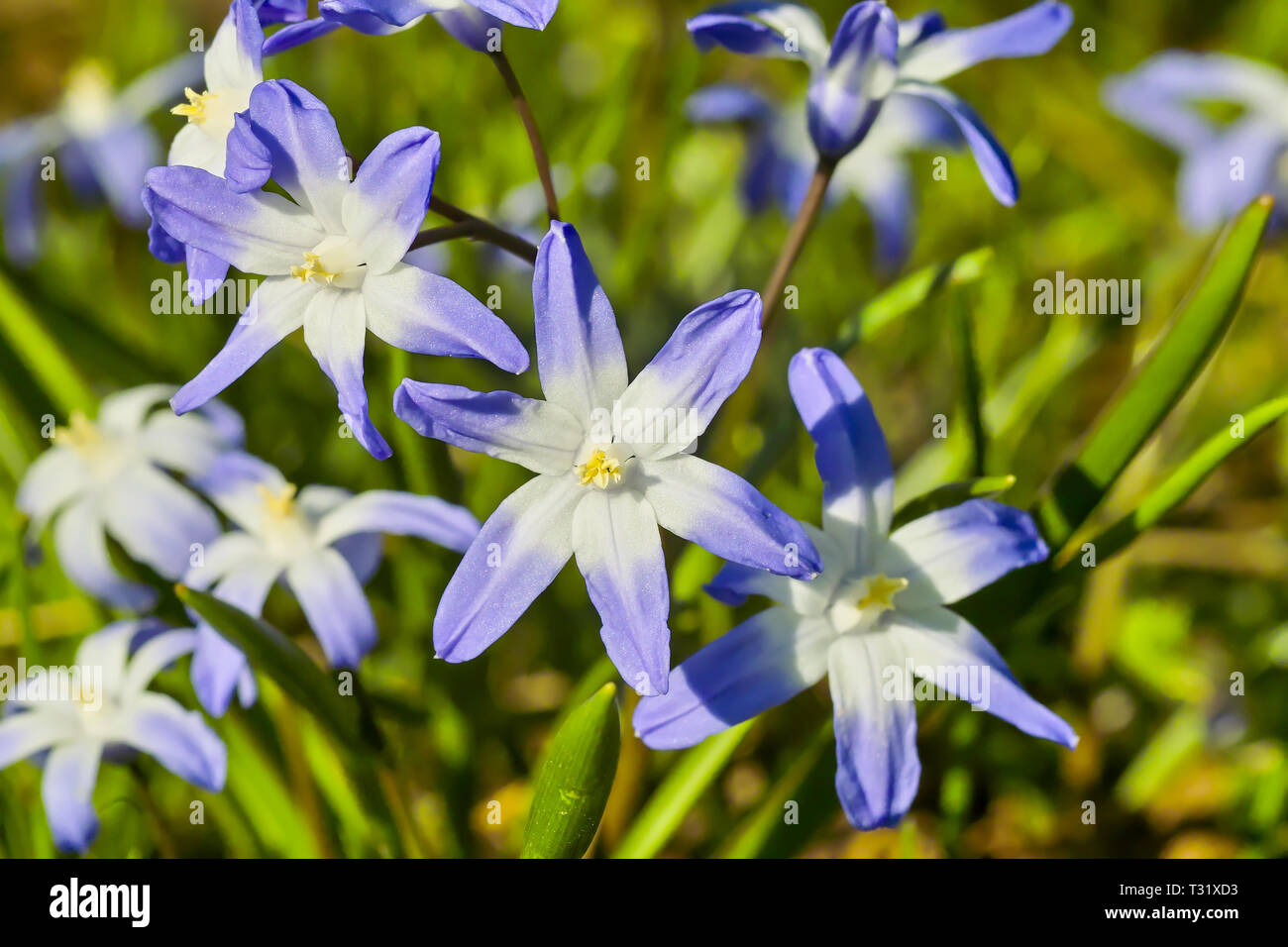 Fleurs de gloire de la neige, Chionodoxa, au printemps Banque D'Images