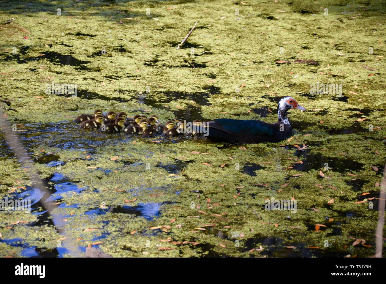 Canard Maman Esquimau main image 1