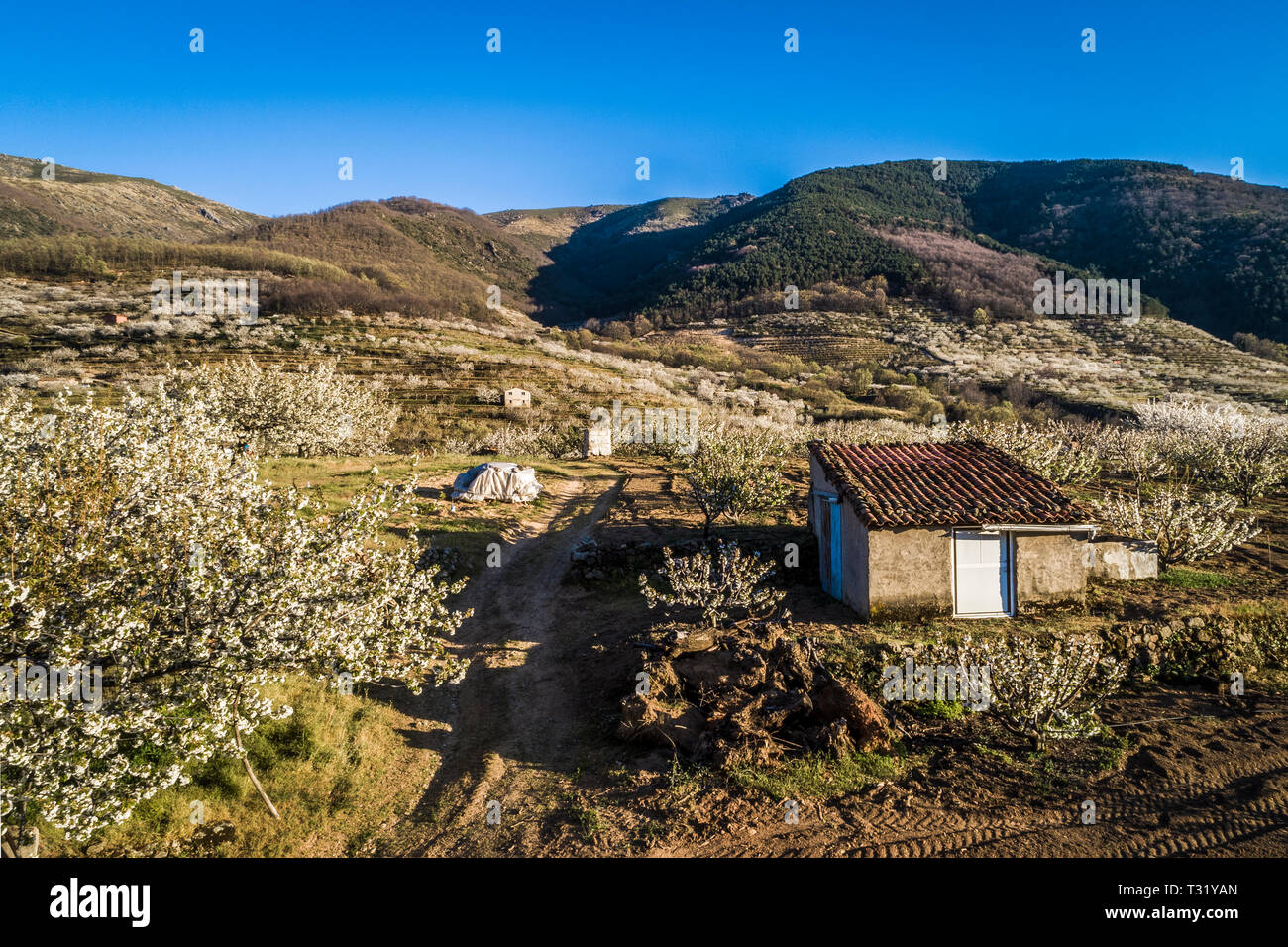 Vue aérienne blooming cherry champs avec des fermes au printemps dans la Valle Del Jerte Espagne Banque D'Images