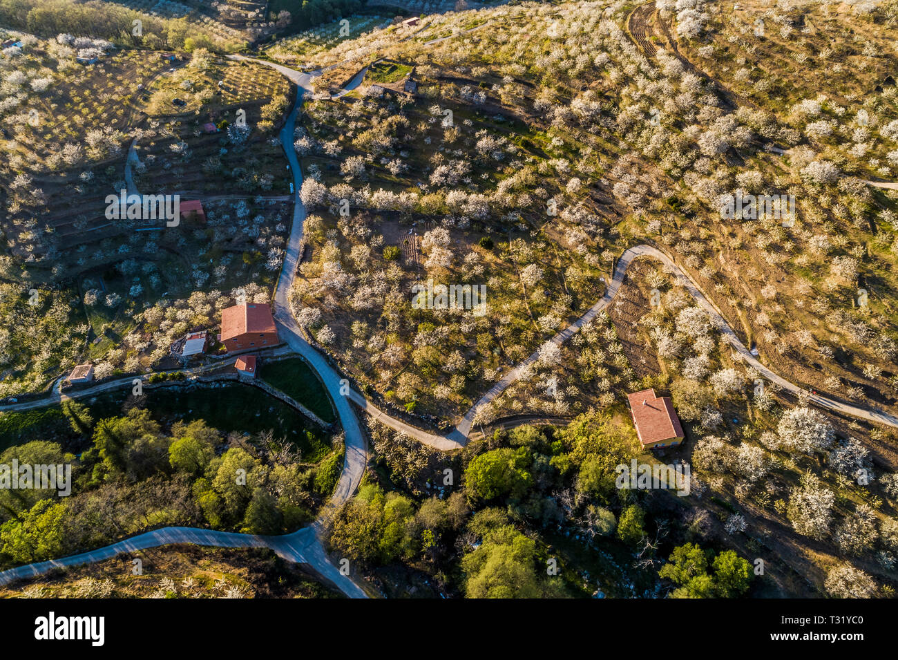 Vue aérienne blooming cherry champs avec des fermes au printemps dans la Valle Del Jerte Espagne Banque D'Images