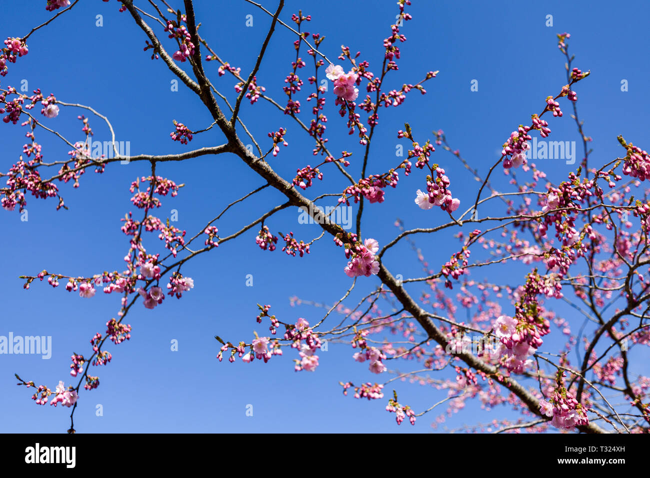 Fleur de cerisier rose au printemps, Banque D'Images