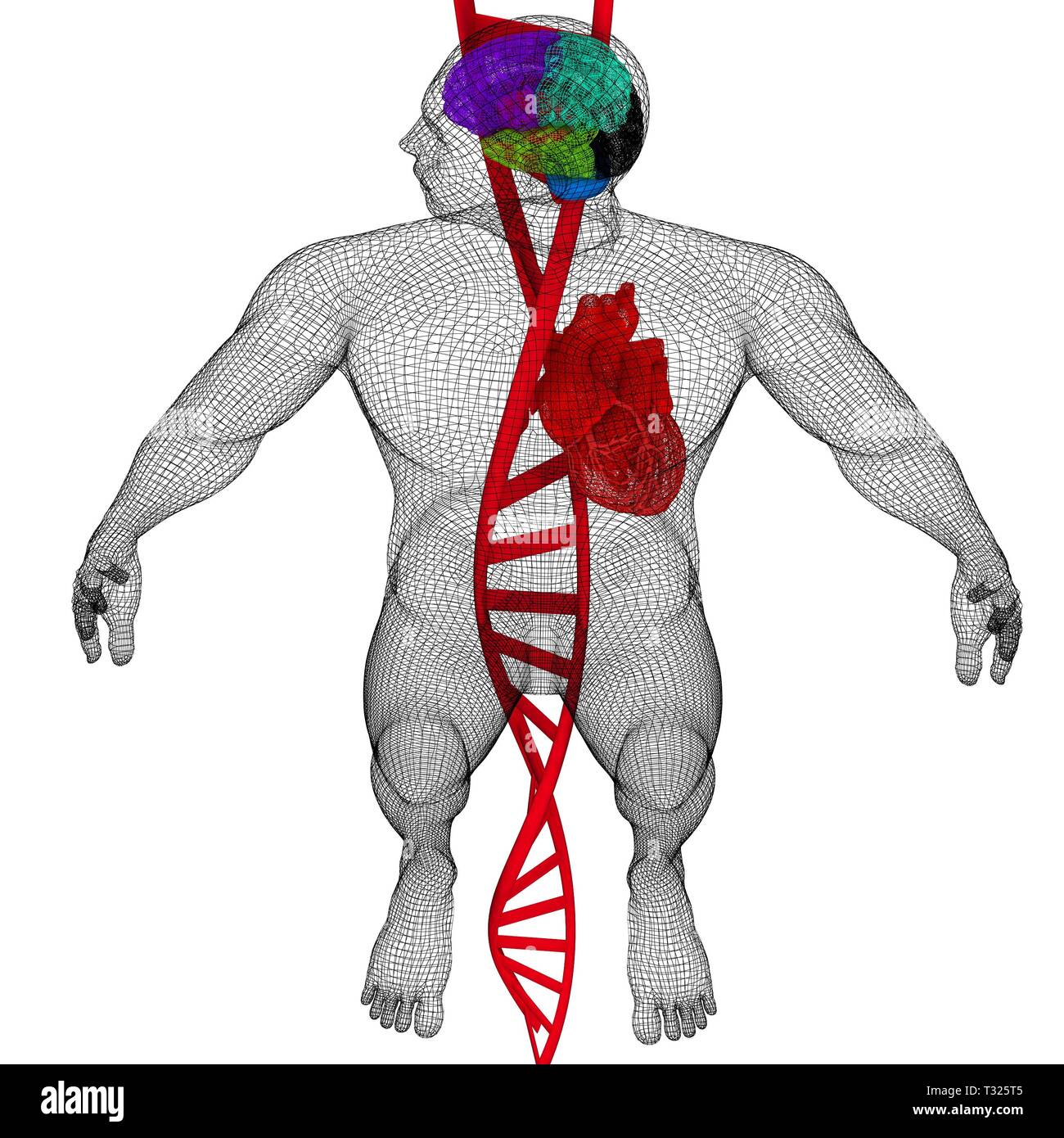 Formation médicale en 3D avec des brins d'ADN et le corps humain modèle ...