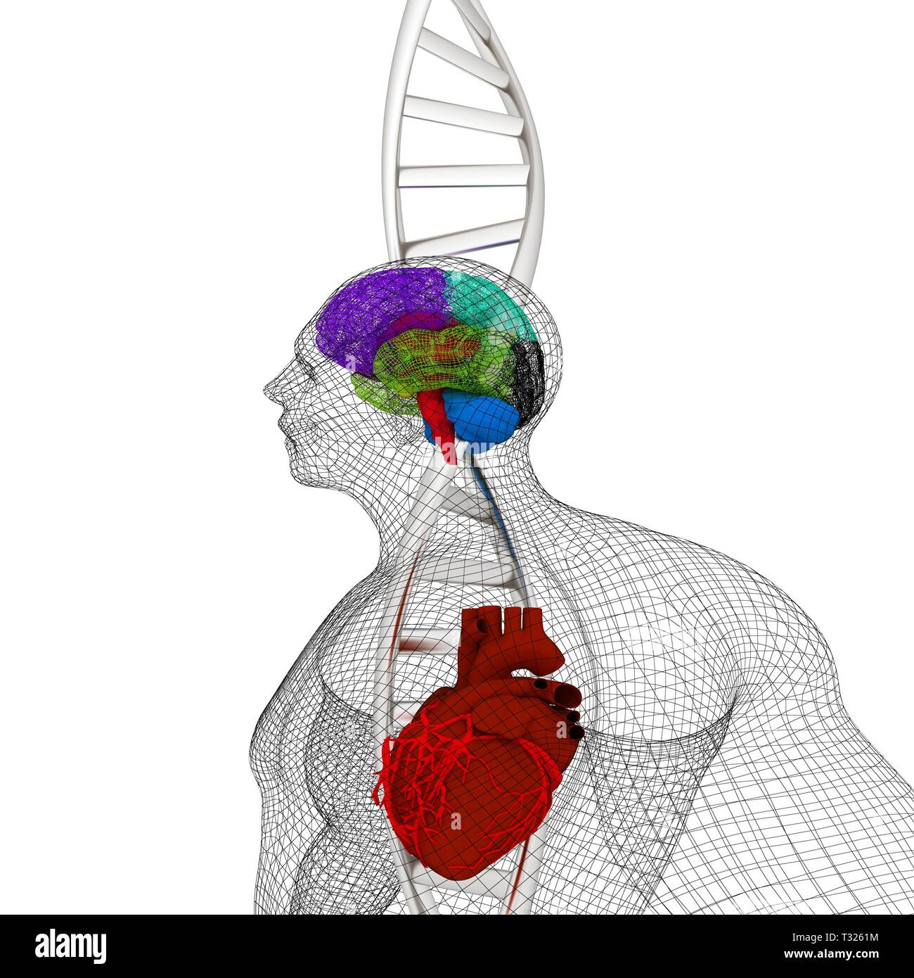 Formation médicale en 3D avec des brins d'ADN et le corps humain modèle ...