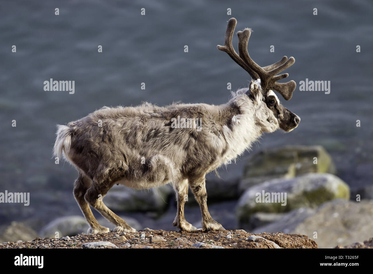 Renne du Svalbard, Rangifer tarandus platyrhynchus, Spitzberg, l'océan Arctique, en Norvège Banque D'Images