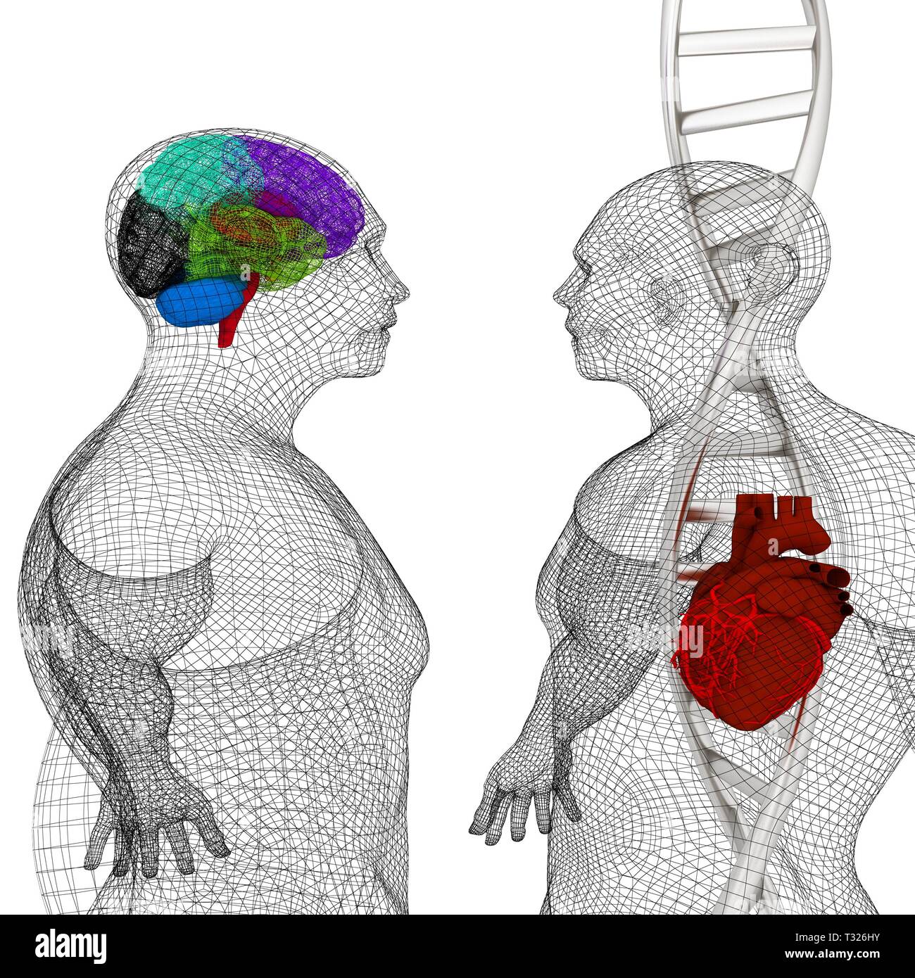 Formation médicale en 3D avec des brins d'ADN et le corps humain modèle ...