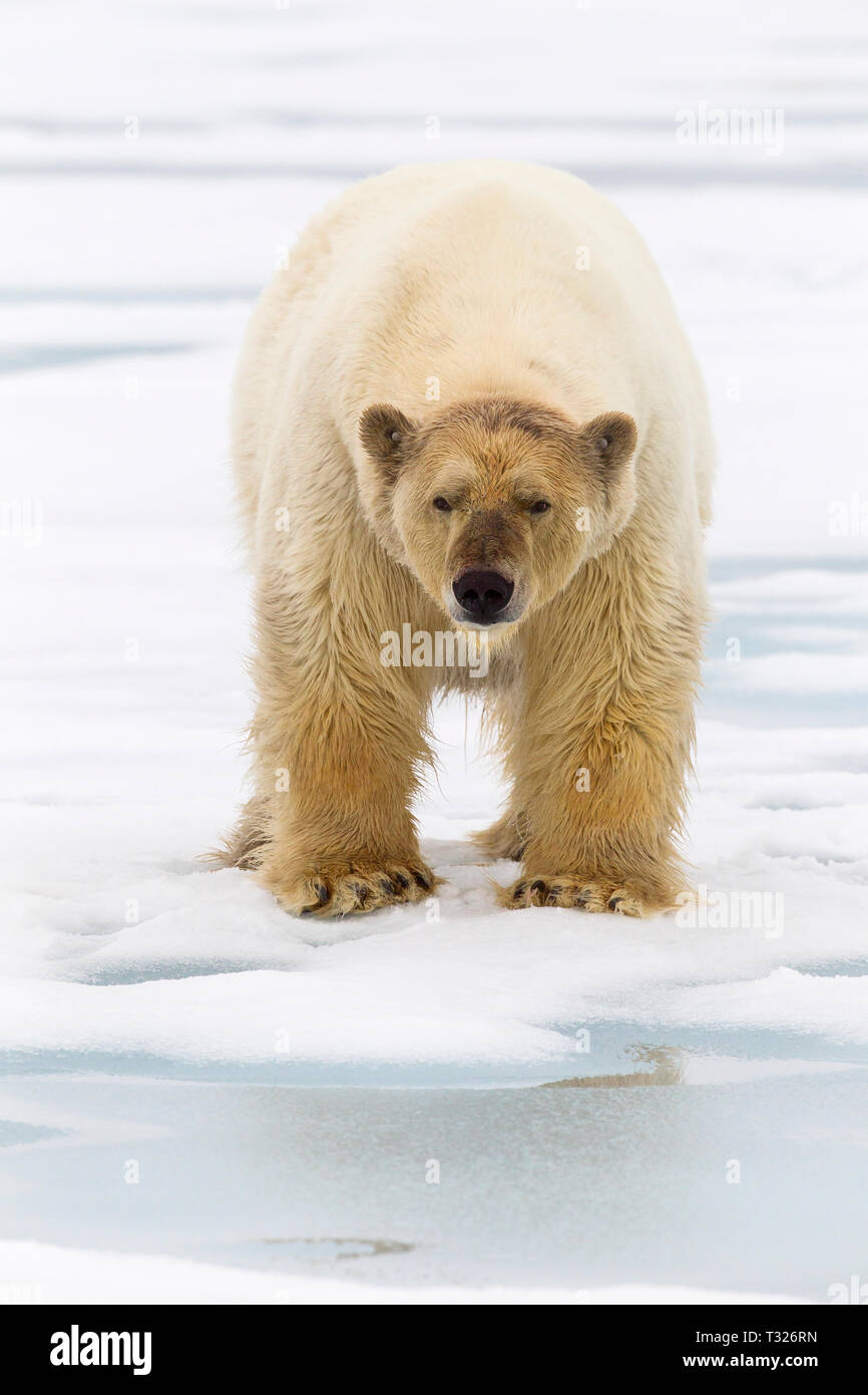 L'ours blanc, Ursus maritimus, Spitzberg, l'océan Arctique, en Norvège Banque D'Images