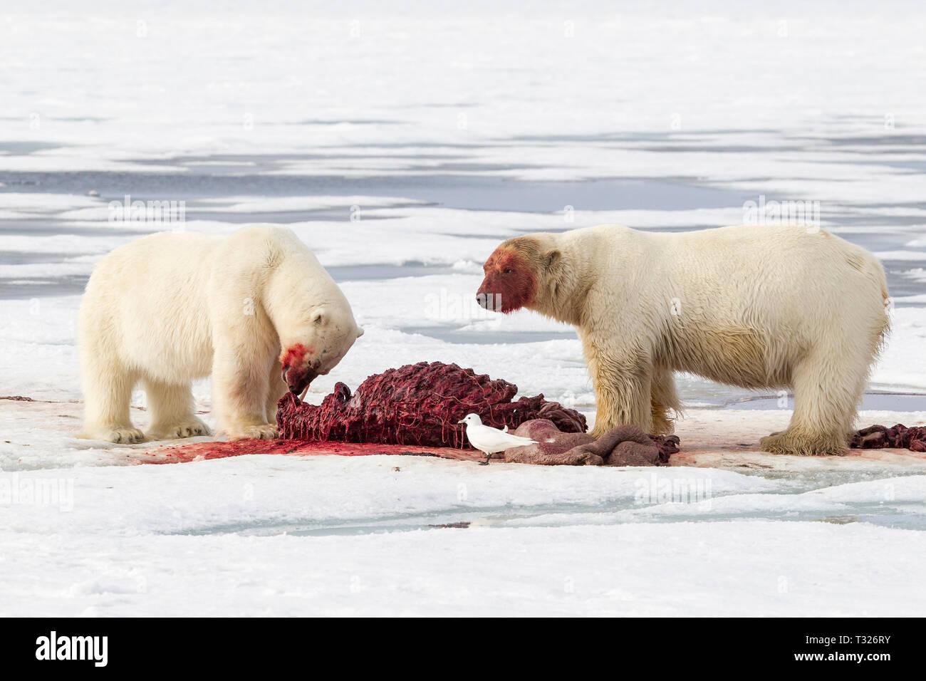 L'alimentation des ours polaires, morses morts Ursus maritimus, Spitzberg, l'océan Arctique, en Norvège Banque D'Images