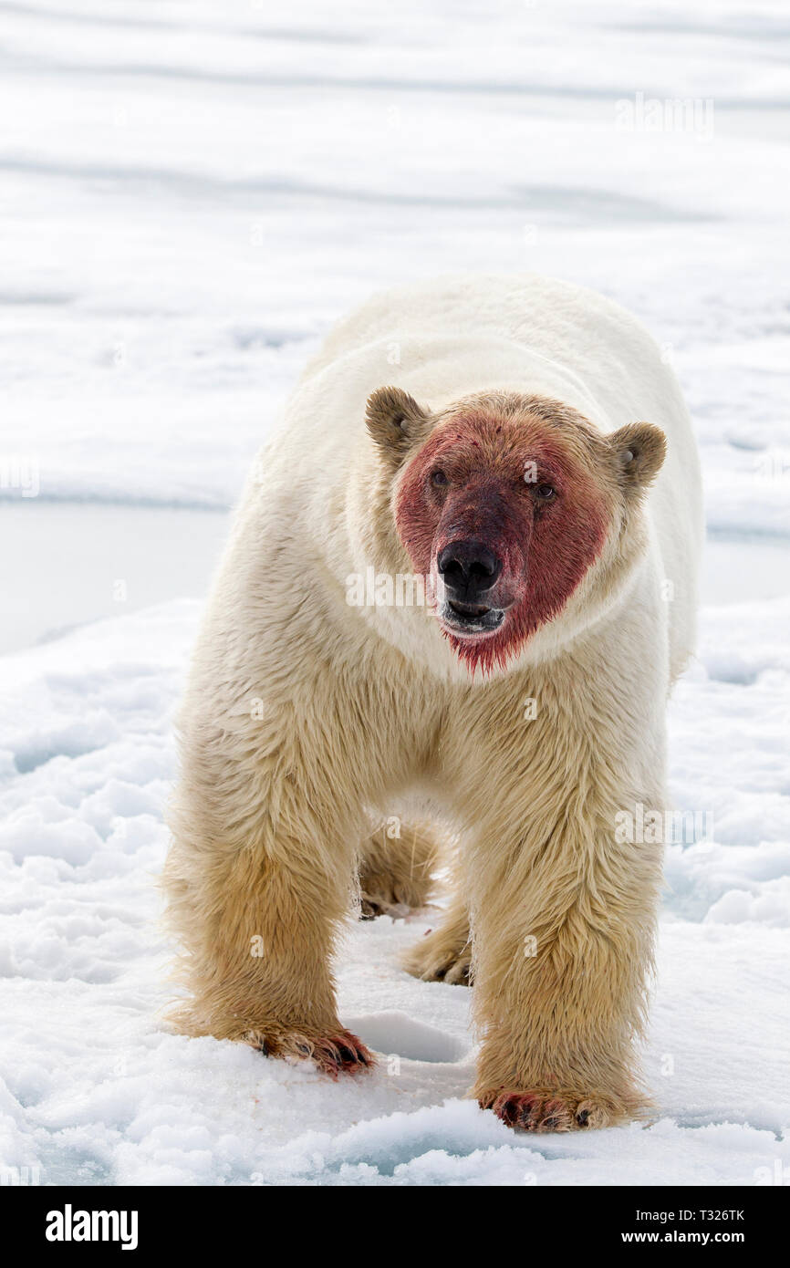 Après l'alimentation de l'ours polaire sur le morse, Ursus maritimus, Spitzberg, l'océan Arctique, en Norvège Banque D'Images