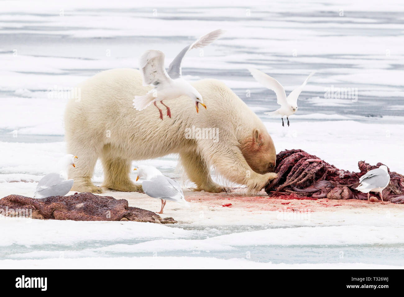 L'alimentation de l'ours polaire, le morse morts Ursus maritimus, Spitzberg, l'océan Arctique, en Norvège Banque D'Images