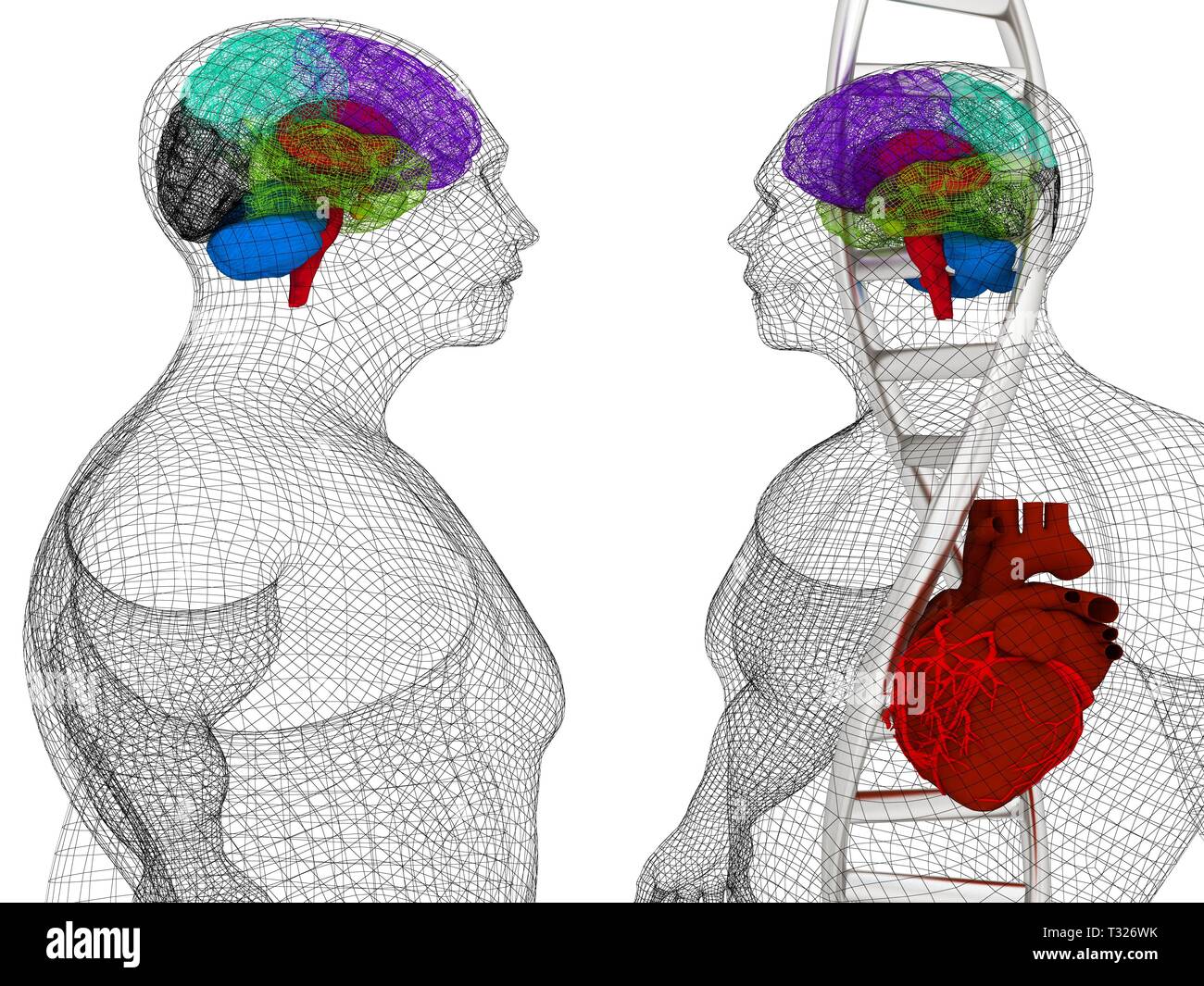 Formation médicale en 3D avec des brins d'ADN et le corps humain modèle ...