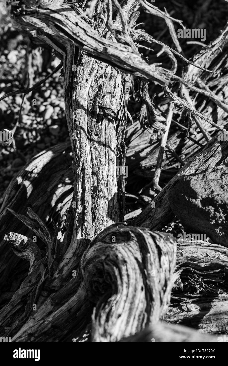 Branche morte d'un arbuste de la Retama Las Canadas del Teide national park Tenerife, Canaries, Espagne Banque D'Images