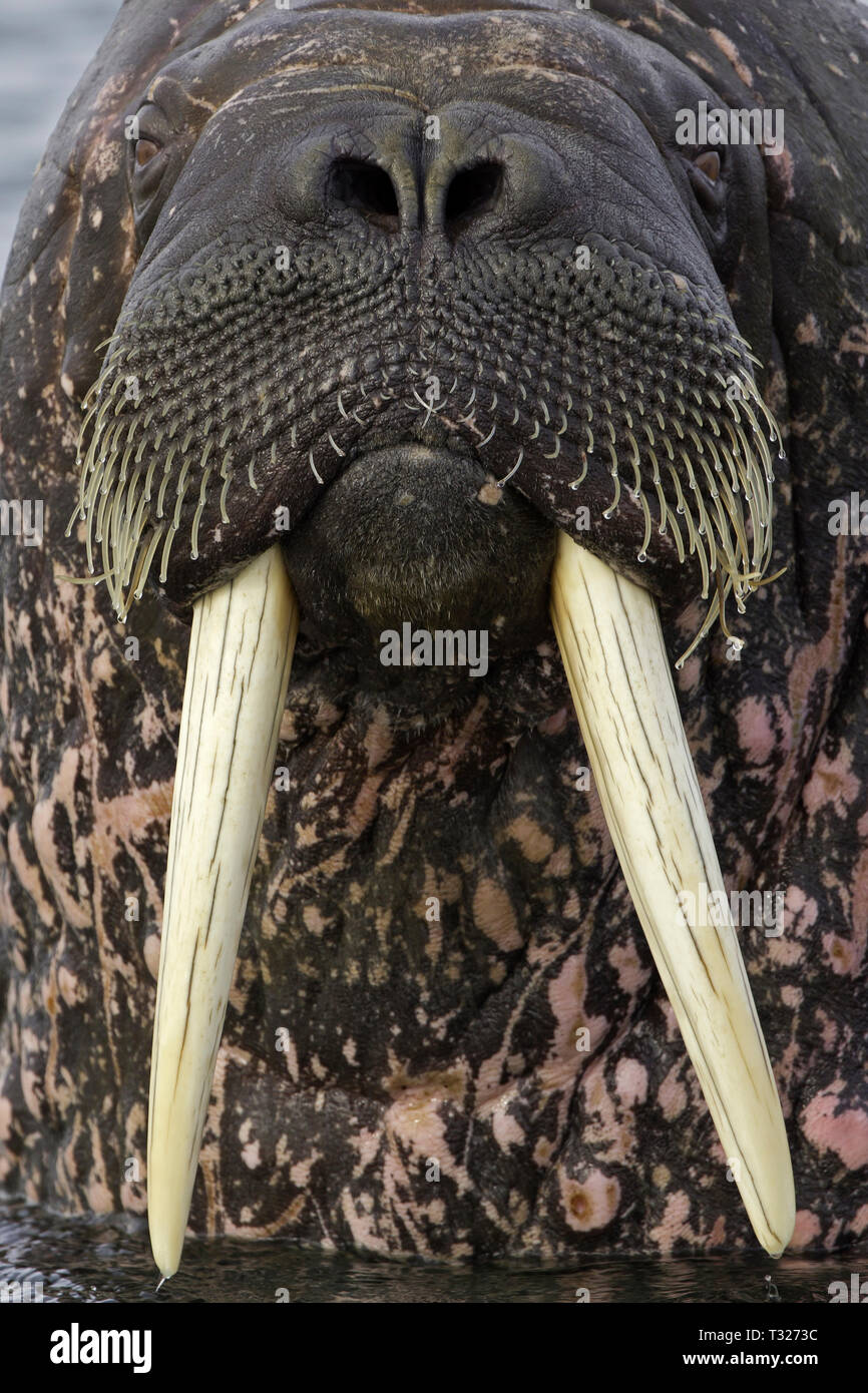 Morse de l'Atlantique (Odobenus rosmarus), Spitzberg, l'océan Arctique, en Norvège Banque D'Images