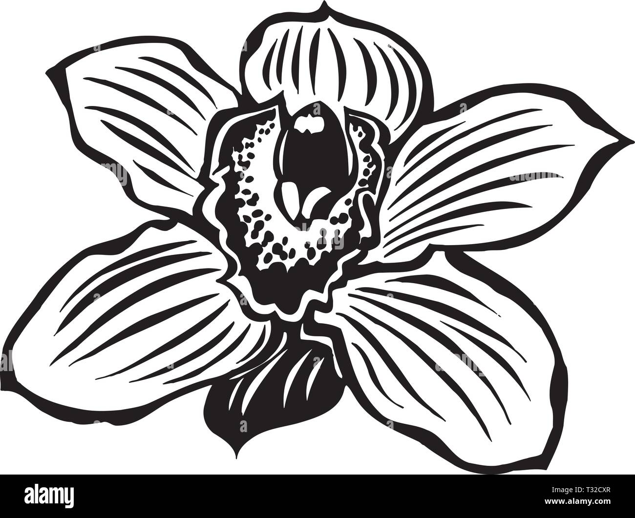 Illustration d'Orchidée Illustration de Vecteur