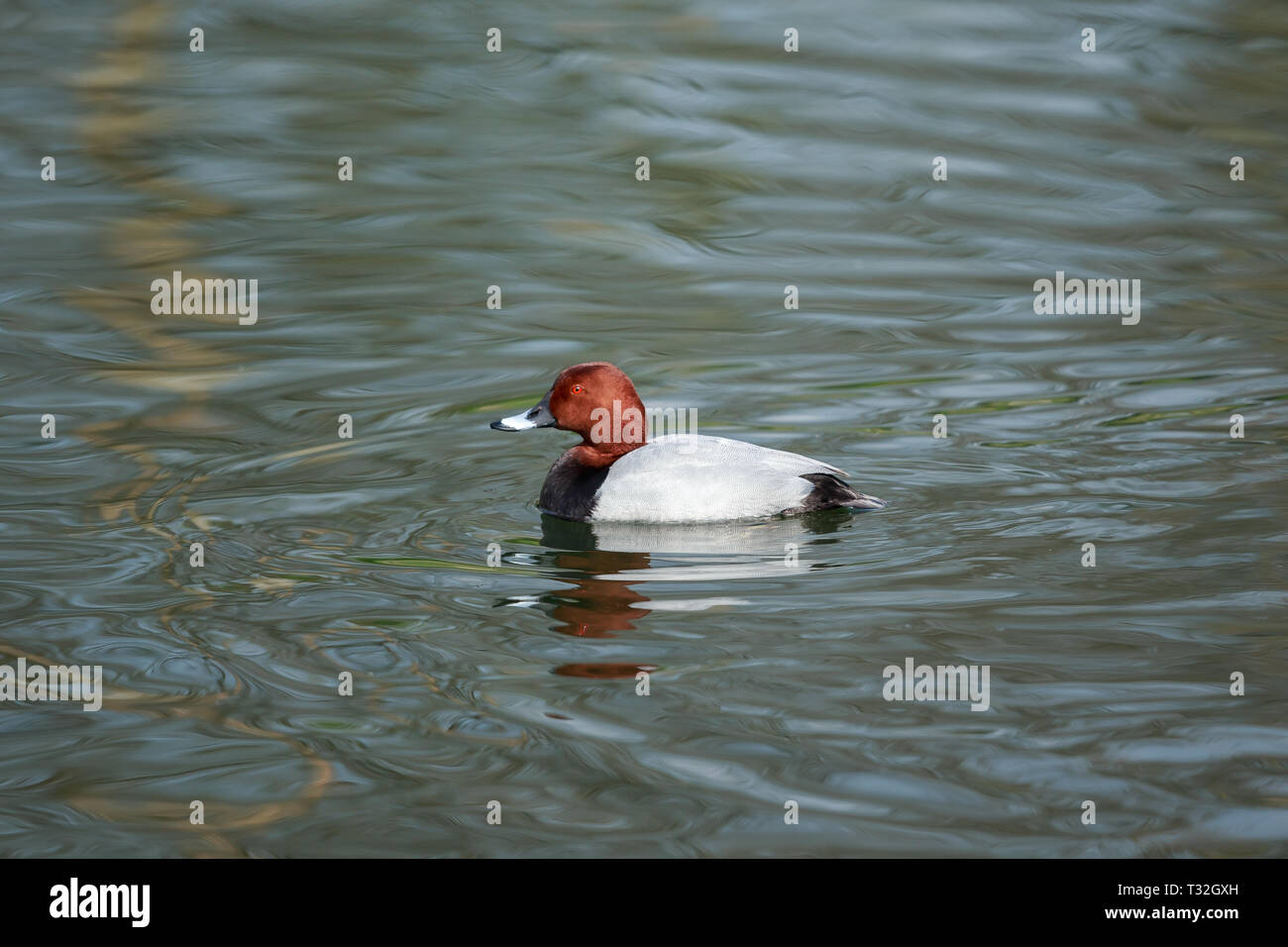 Le fuligule milouin est un canard plongeur de taille moyenne. Banque D'Images