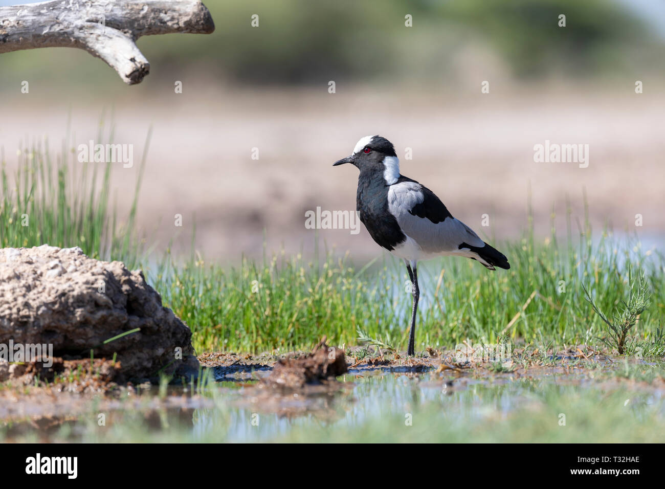 Le forgeron forgeron ou (Vanellus armatus). La Namibie. Banque D'Images