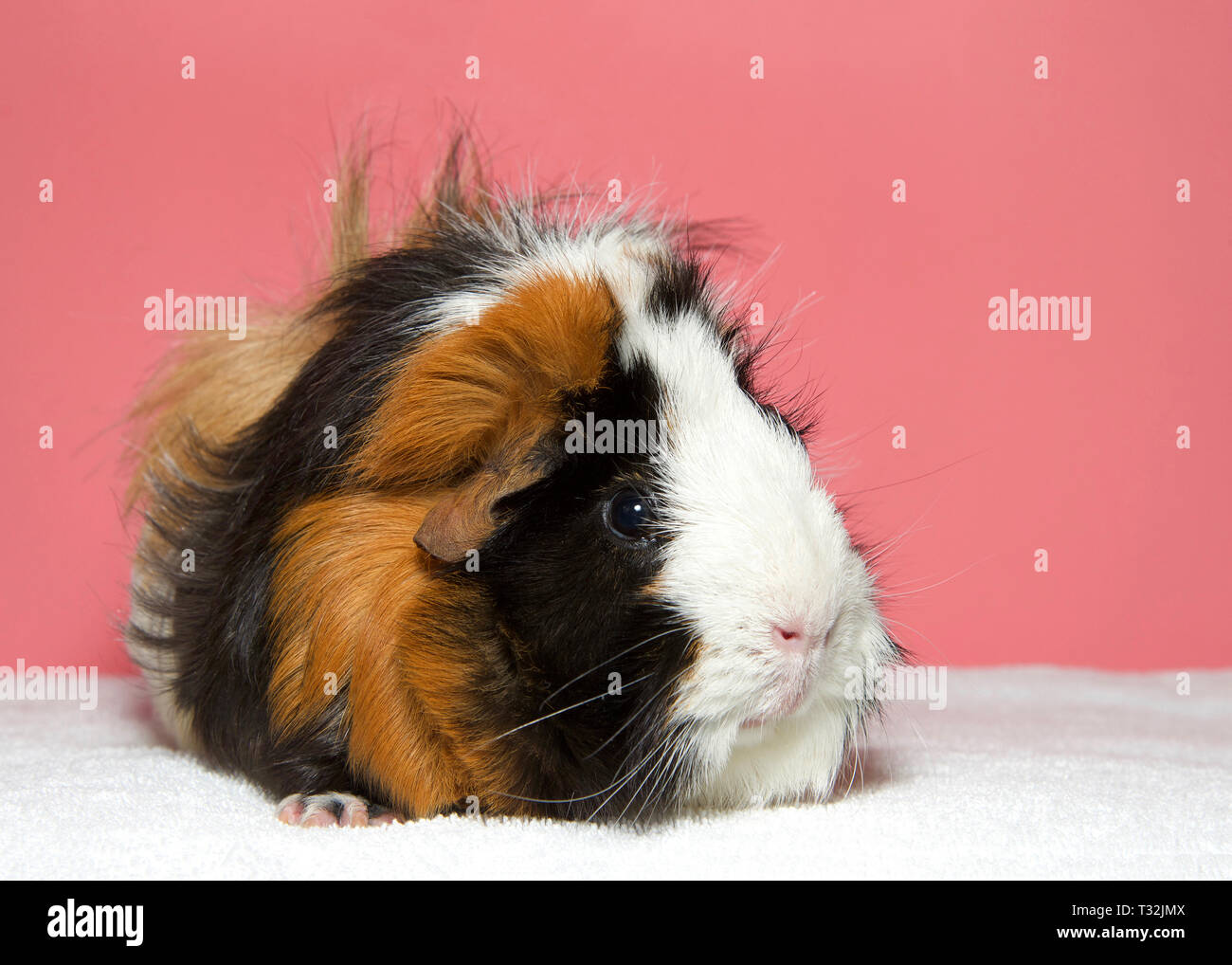 Cavia P Banque D Image Et Photos Alamy
