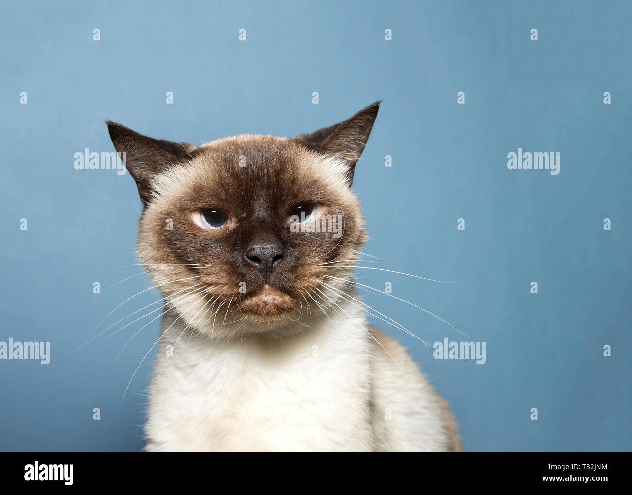 Portrait d'un chat Siamois, 16 ans, à la recherche, à la recherche à grincheux viewer. Fond bleu. A partir de 2017, le chat domestique a été le deuxième plus p Banque D'Images