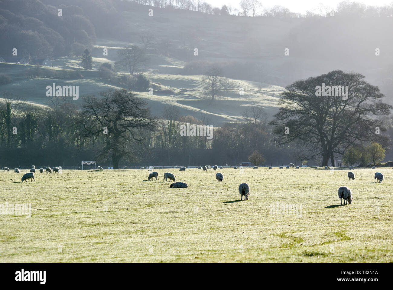 Le Derbyshire et la vallée de la Derwent, des moutons paissant dans la lumière du soleil du matin au début du printemps sur les rives de la rivière Derwent. Banque D'Images