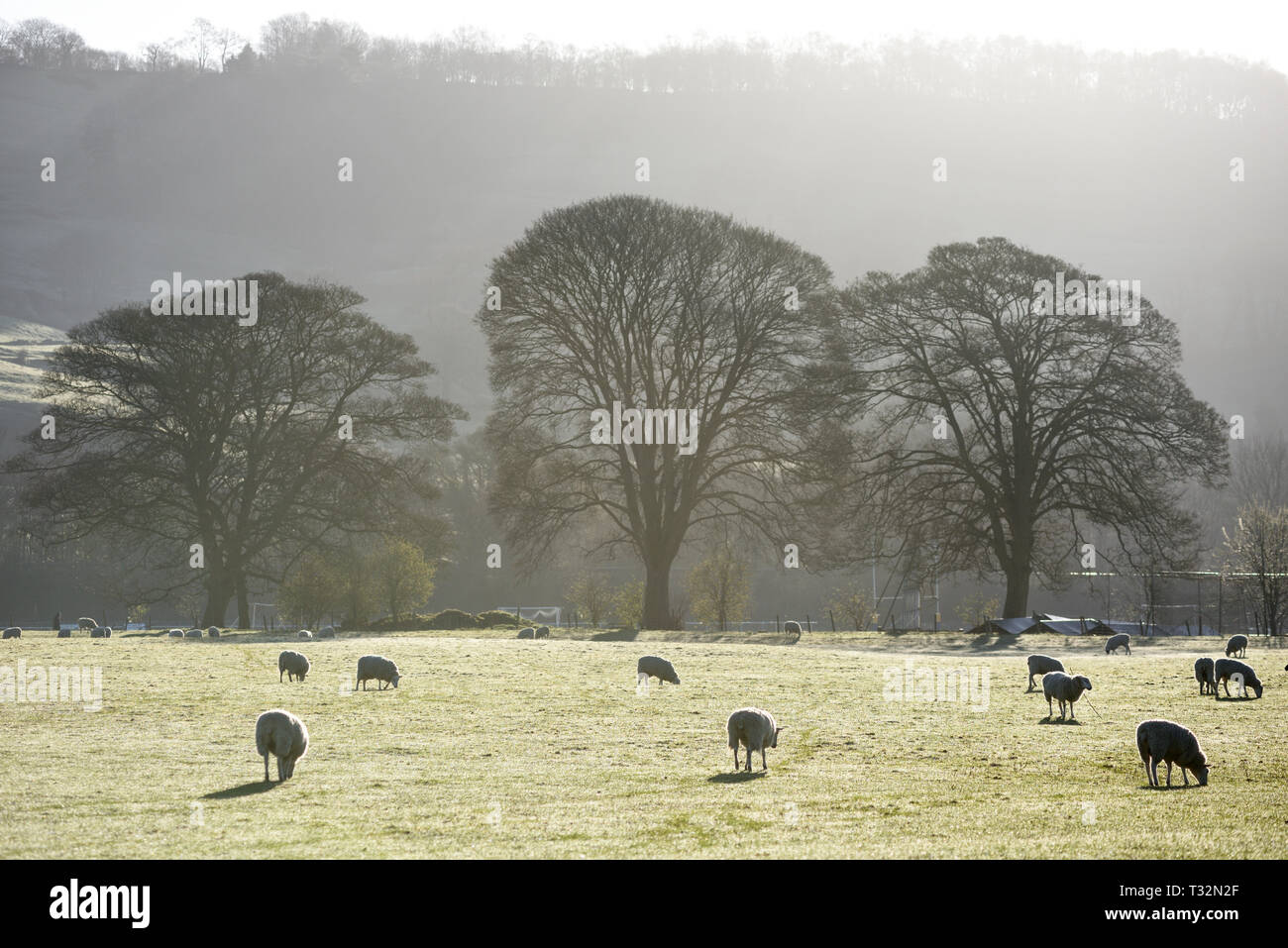 Le Derbyshire et la vallée de la Derwent, des moutons paissant dans la lumière du soleil du matin au début du printemps sur les rives de la rivière Derwent. Banque D'Images