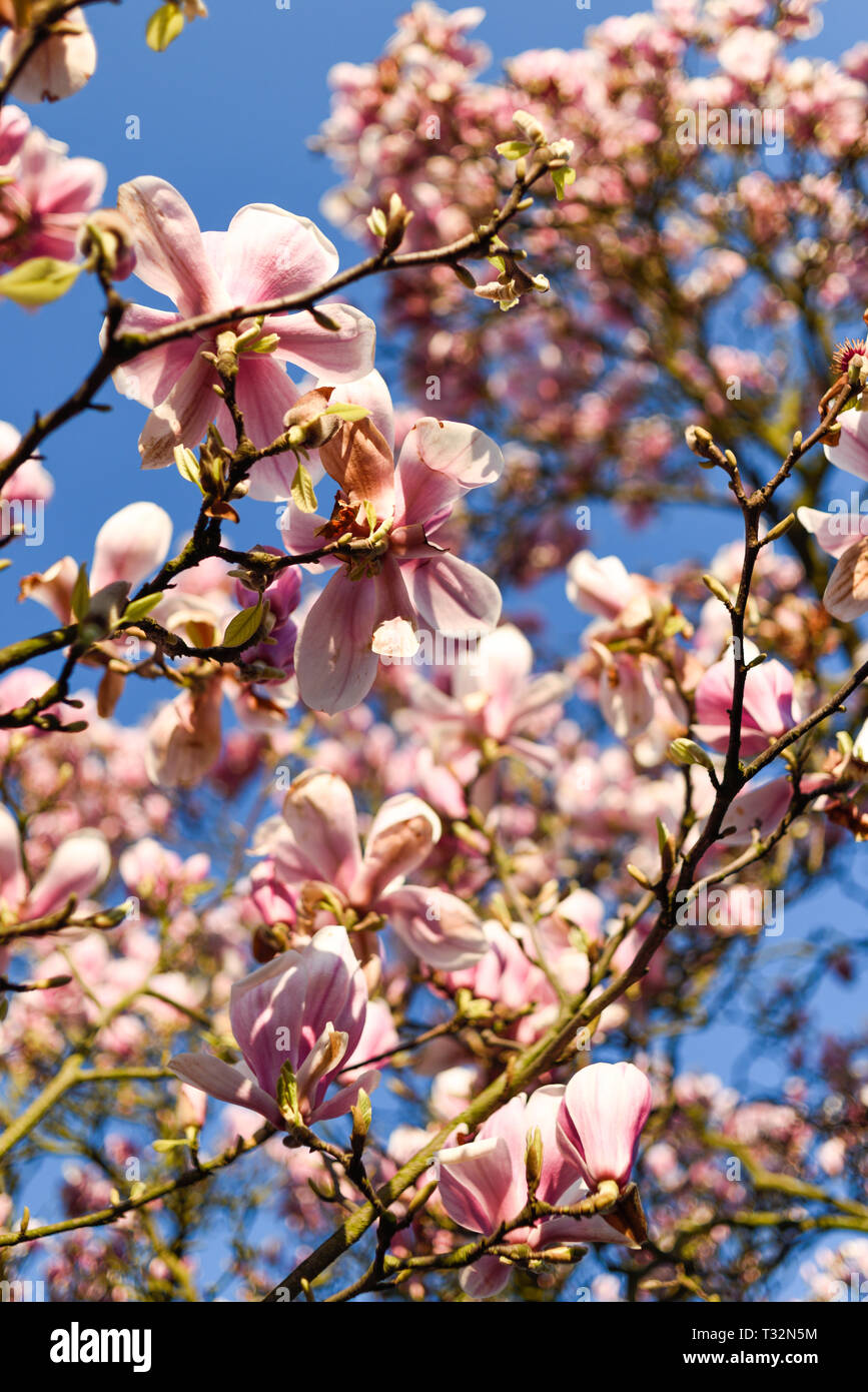 Floraison rose Magnolia Arbre de printemps. Banque D'Images
