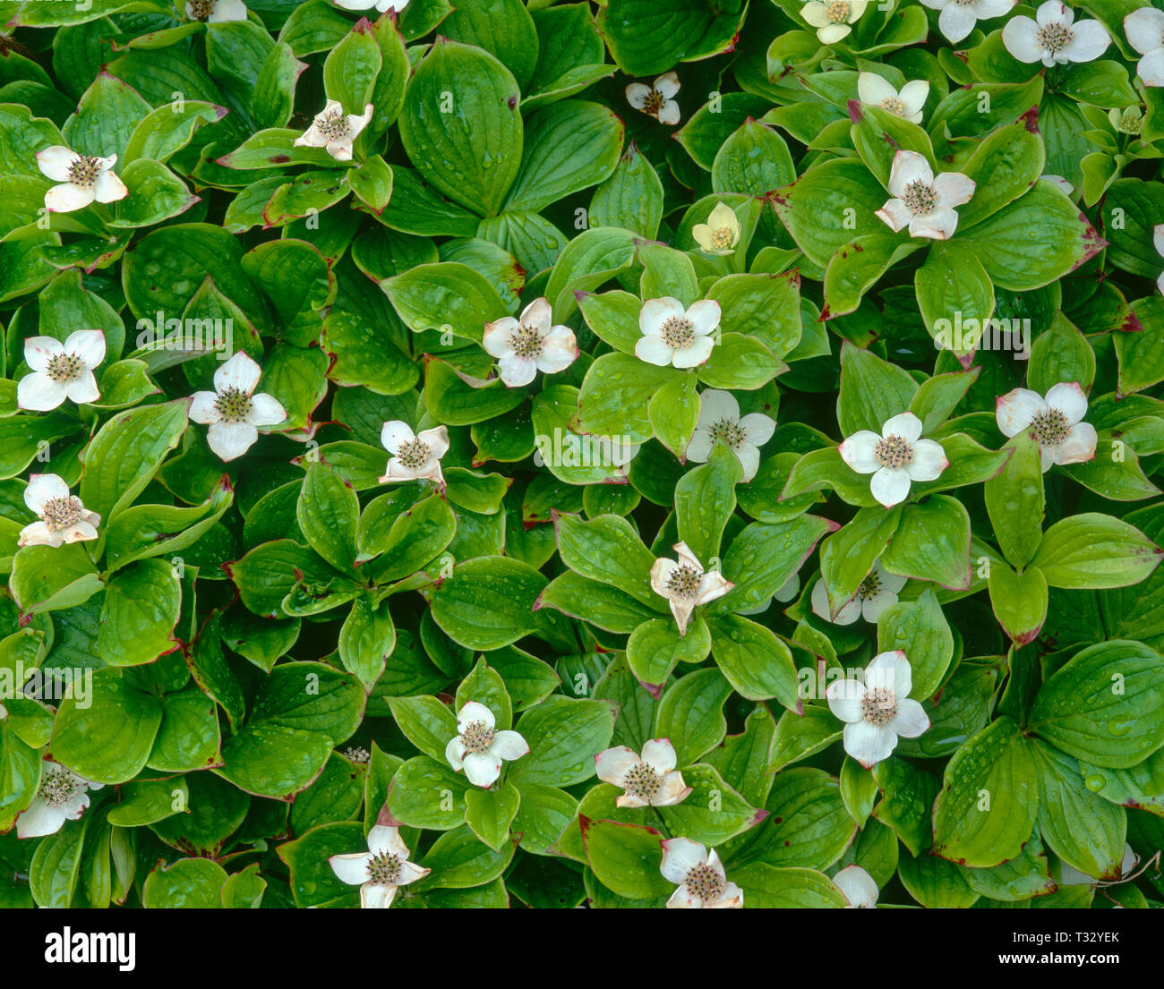 Le Canada, Terre-Neuve, le parc national du Gros-Morne, à fleurs blanches de cornouiller du Canada (Cornus canadensis) après une averse à Green Point. Banque D'Images
