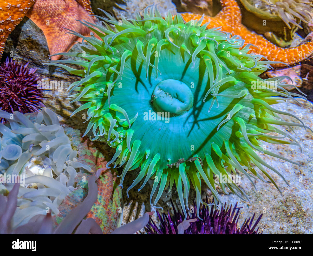 Anémone de mer vert géant Banque D'Images