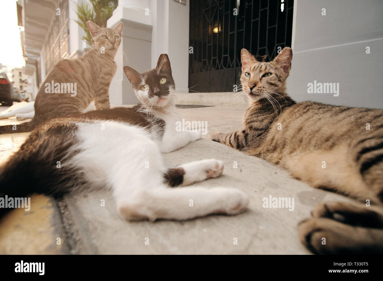 Groupe de chats errants se détendre sur le Trottoir de la rue au coucher du soleil Banque D'Images