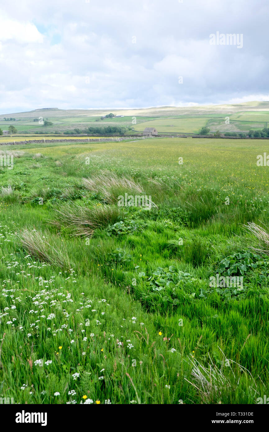 Le paysage agricole traditionnel de Hannah's Meadow réserve naturelle, une partie de la confiance dans la faune de Durham, Durham Comté Teesdale. Banque D'Images