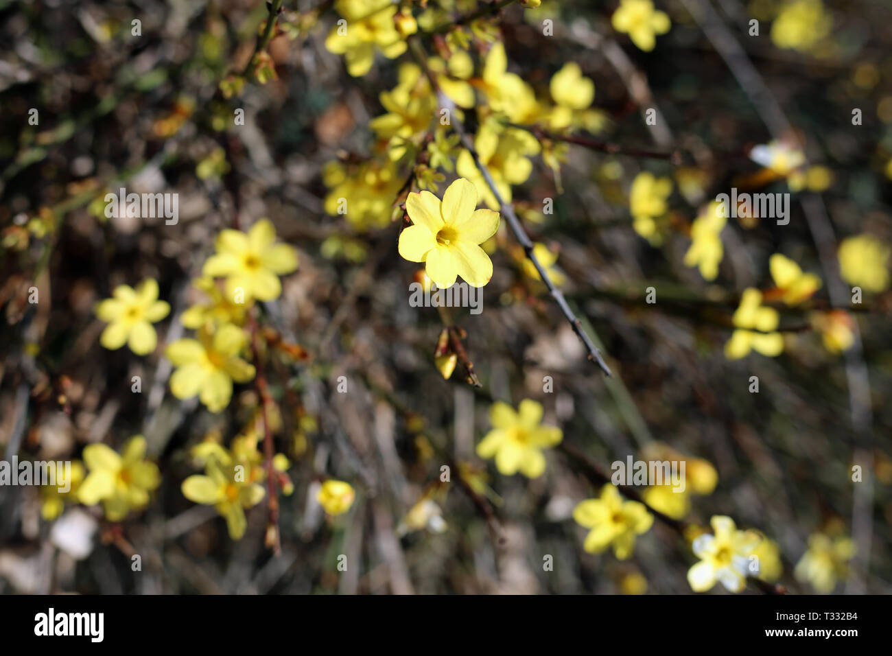 Un peu jaune des fleurs d'un Bush en Suisse. De belles fleurs aux couleurs vives avec une belle forme. Photographié au cours d'une journée de printemps ensoleillée. Banque D'Images