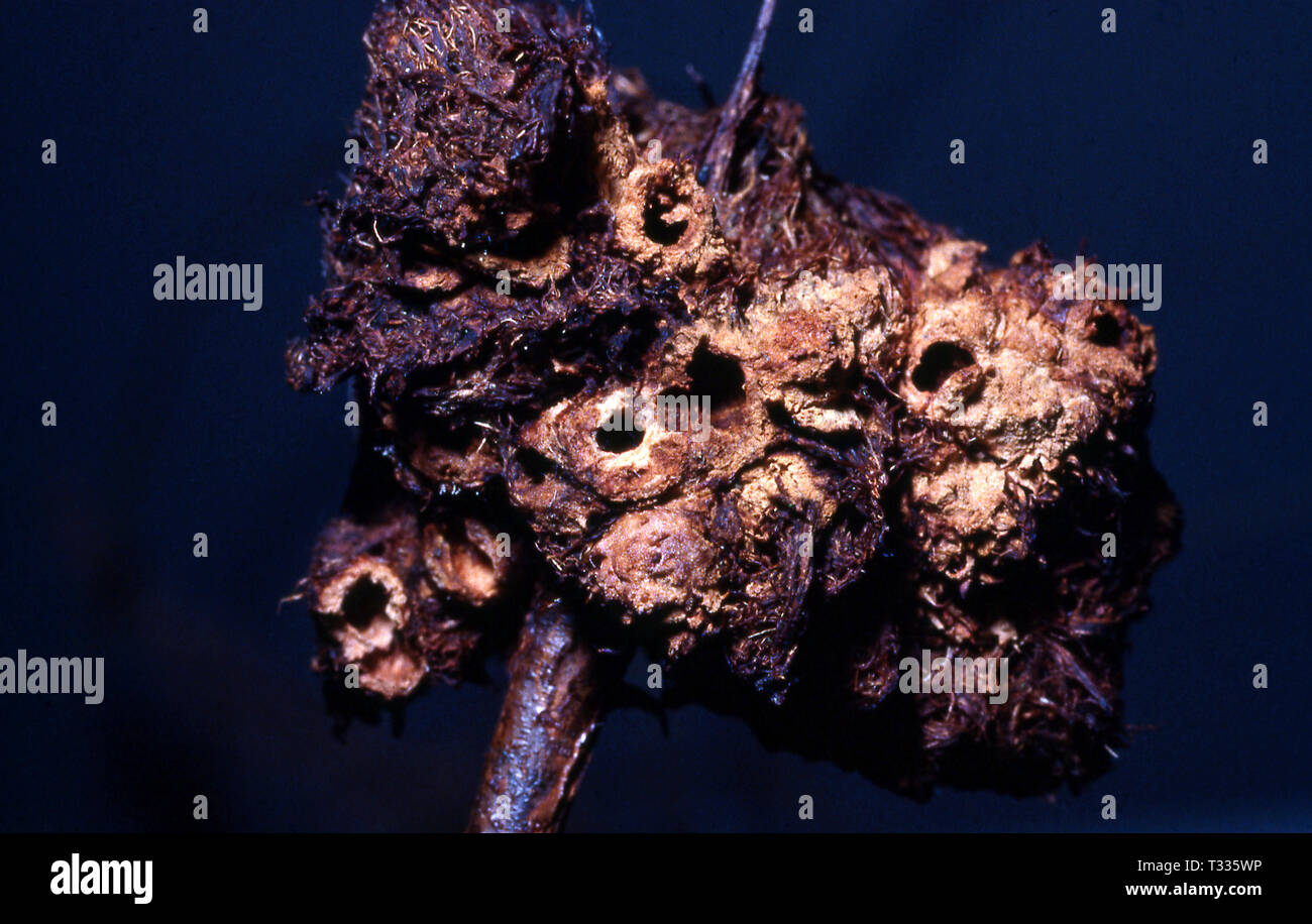 GALL ROSE CHAMBERS (DIPLOLEPSIS ROSAE) Banque D'Images