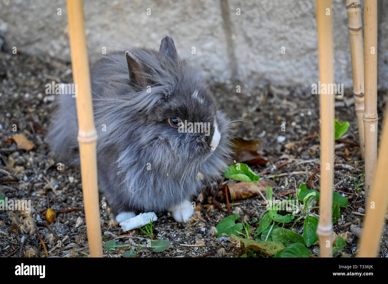 Adorable lapin angora gris et laineux Banque D'Images