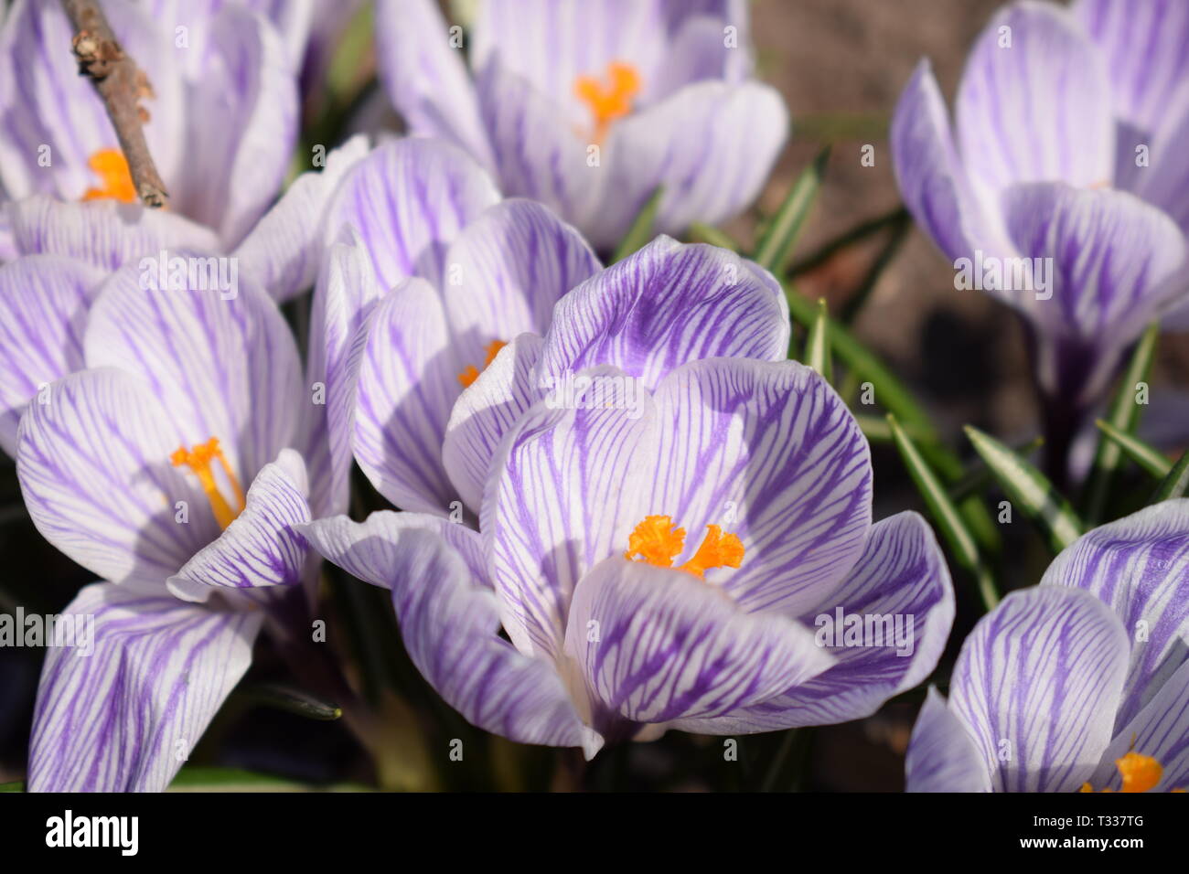 Close-up crocus en fleurs dans un pré sur une journée de printemps ensoleillée. Banque D'Images