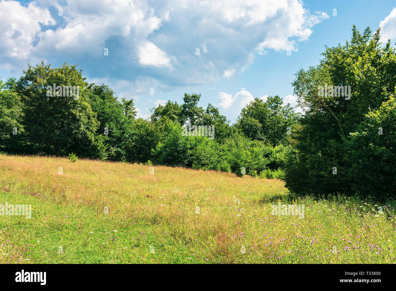 Forêt sur le pré herbeux. superbe temps estival avec ciel nuageux. belle nature background Banque D'Images