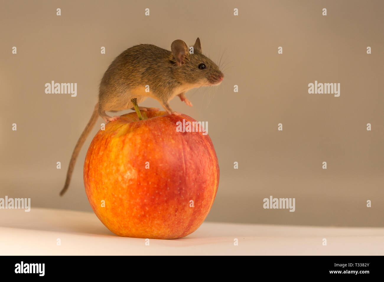 Apple et souris Banque D'Images