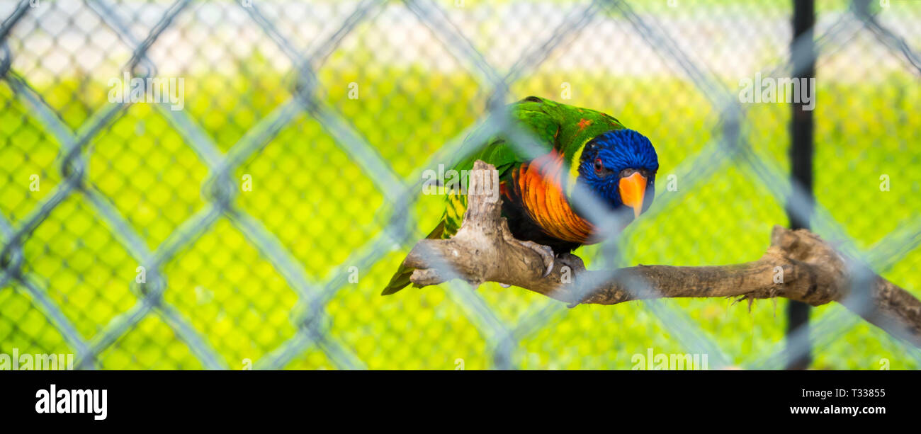 Le perroquet coloré emprisonné dans une cage Banque D'Images