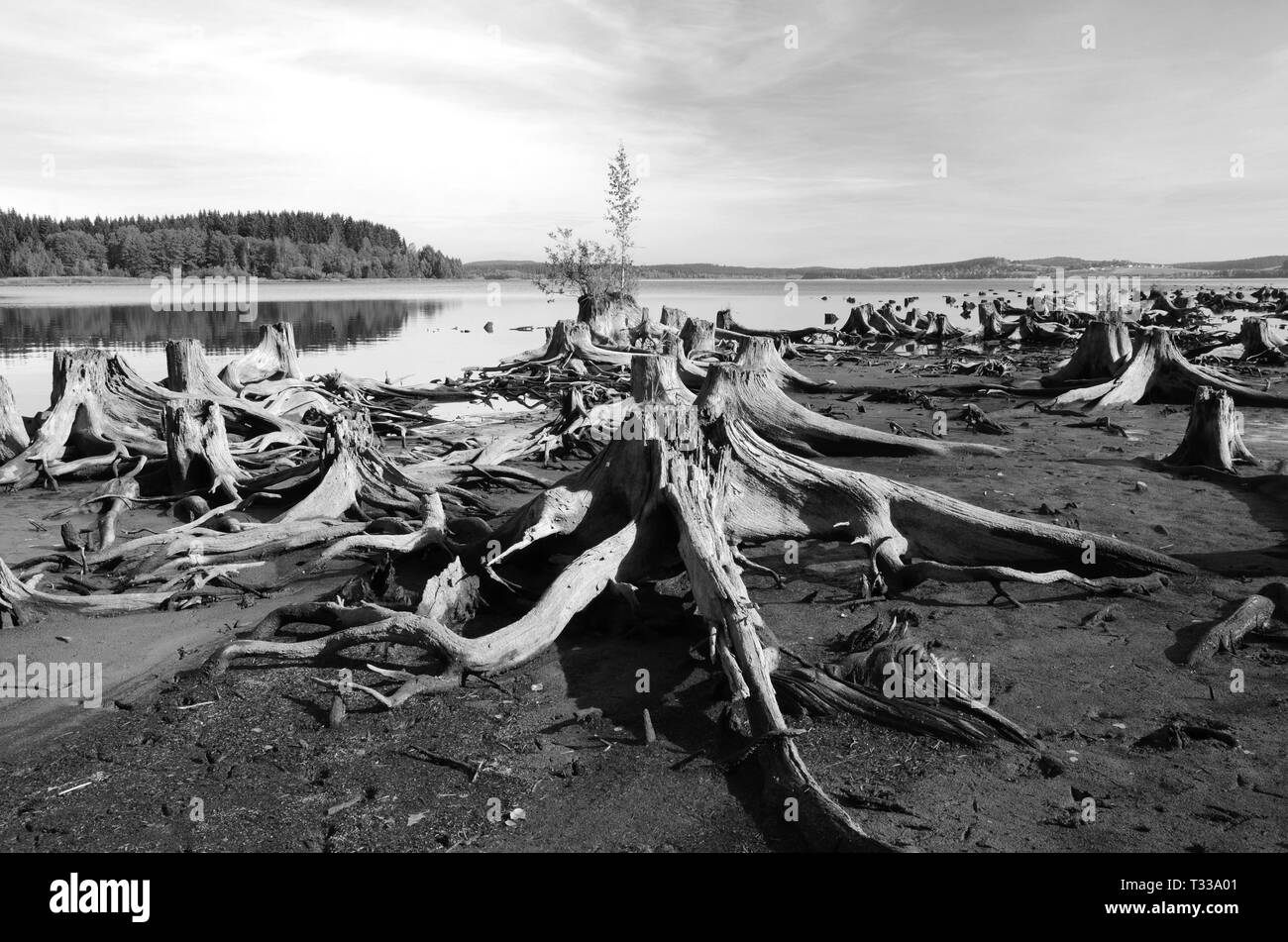 Avant que le réservoir était rempli, les arbres sur la rive de la Vltava ont été coupés et leurs souches maintenant deviennent visibles quand il y a peu d'eau. Banque D'Images