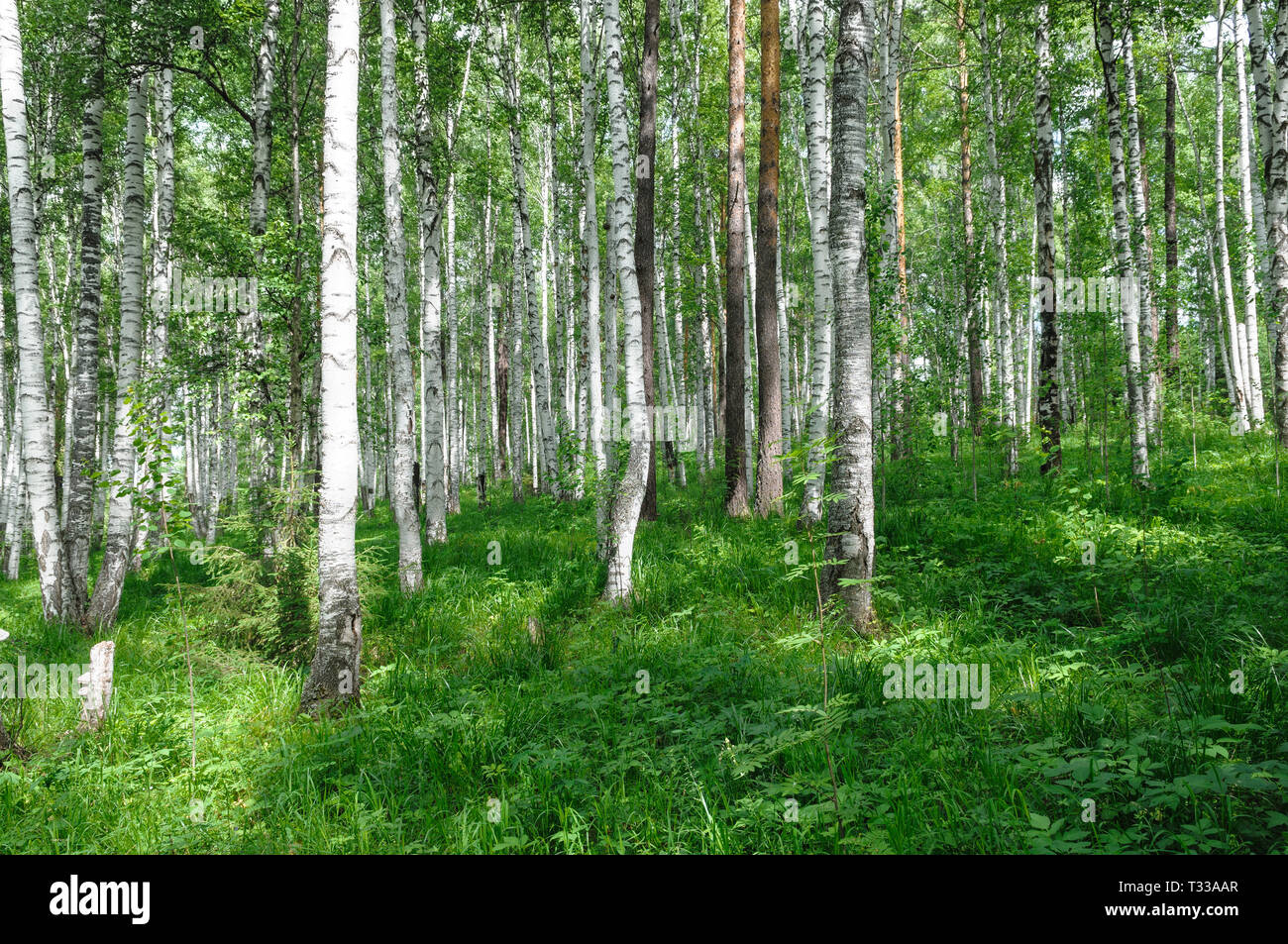 Birch Grove vert forêt, à l'heure d'été - belle nature paysage Banque D'Images