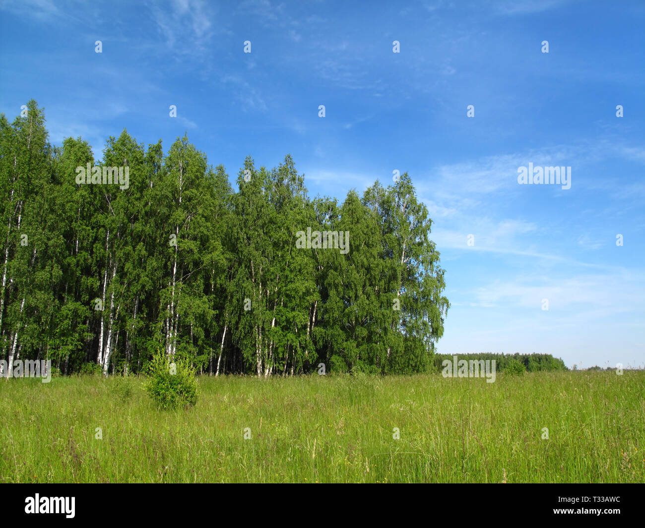 Beau paysage d'été avec des bouleaux et ciel bleu clair Banque D'Images
