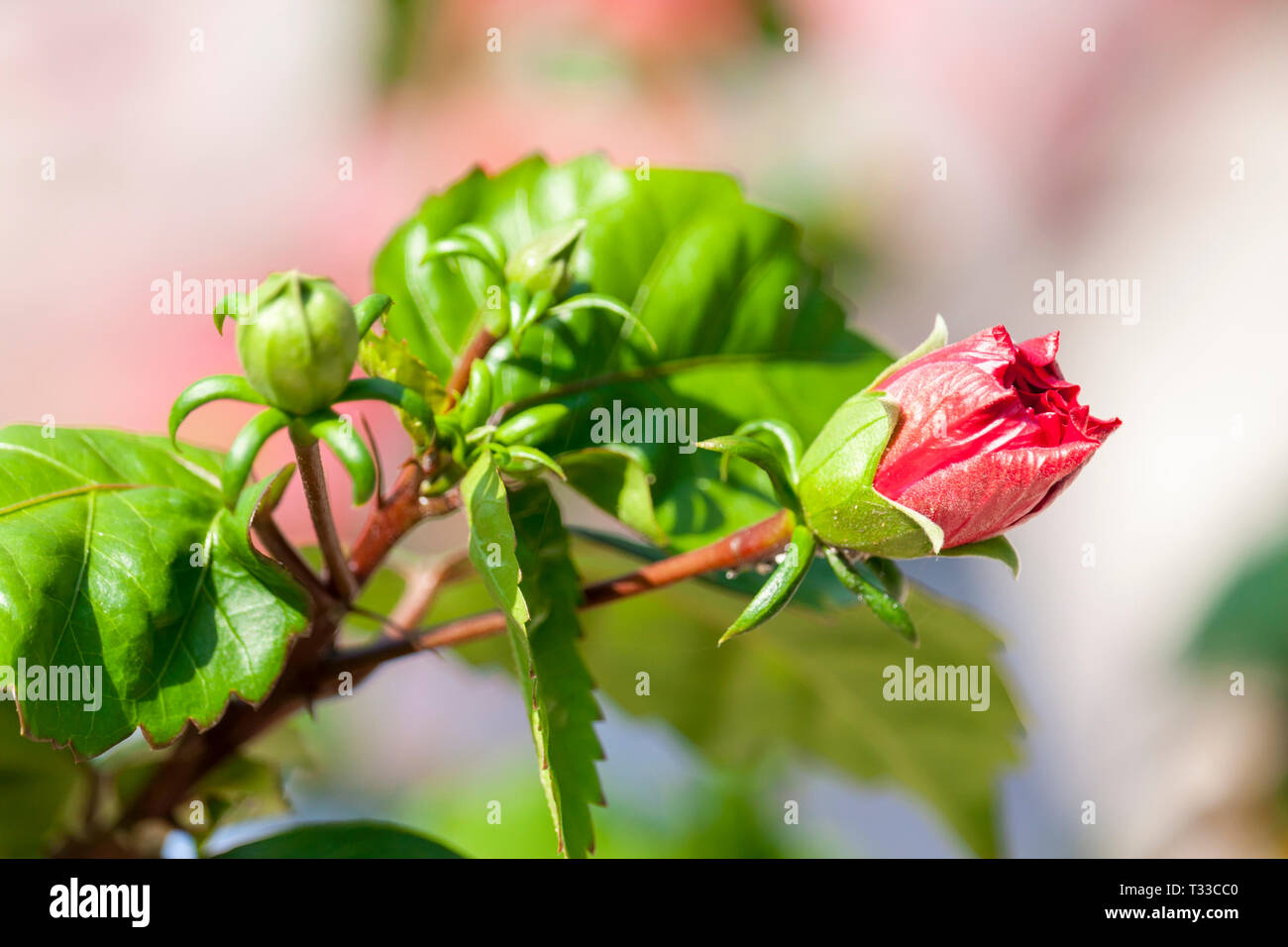 Hibiscus Flower Bud Banque D'Images Hibiscus Flower Bud Banque D'Images
