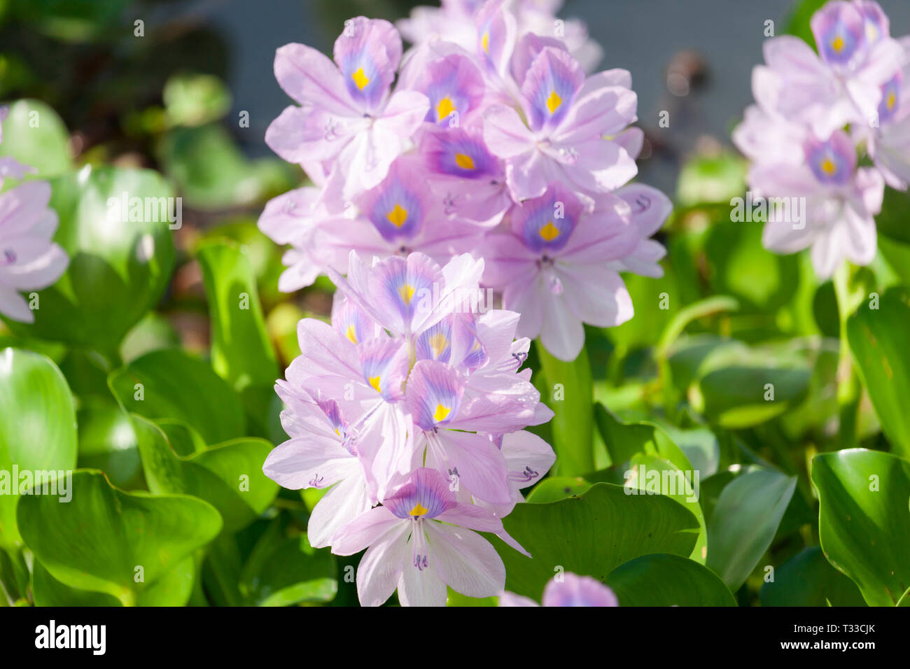 Fleur jacinthe d eau Banque D'Images