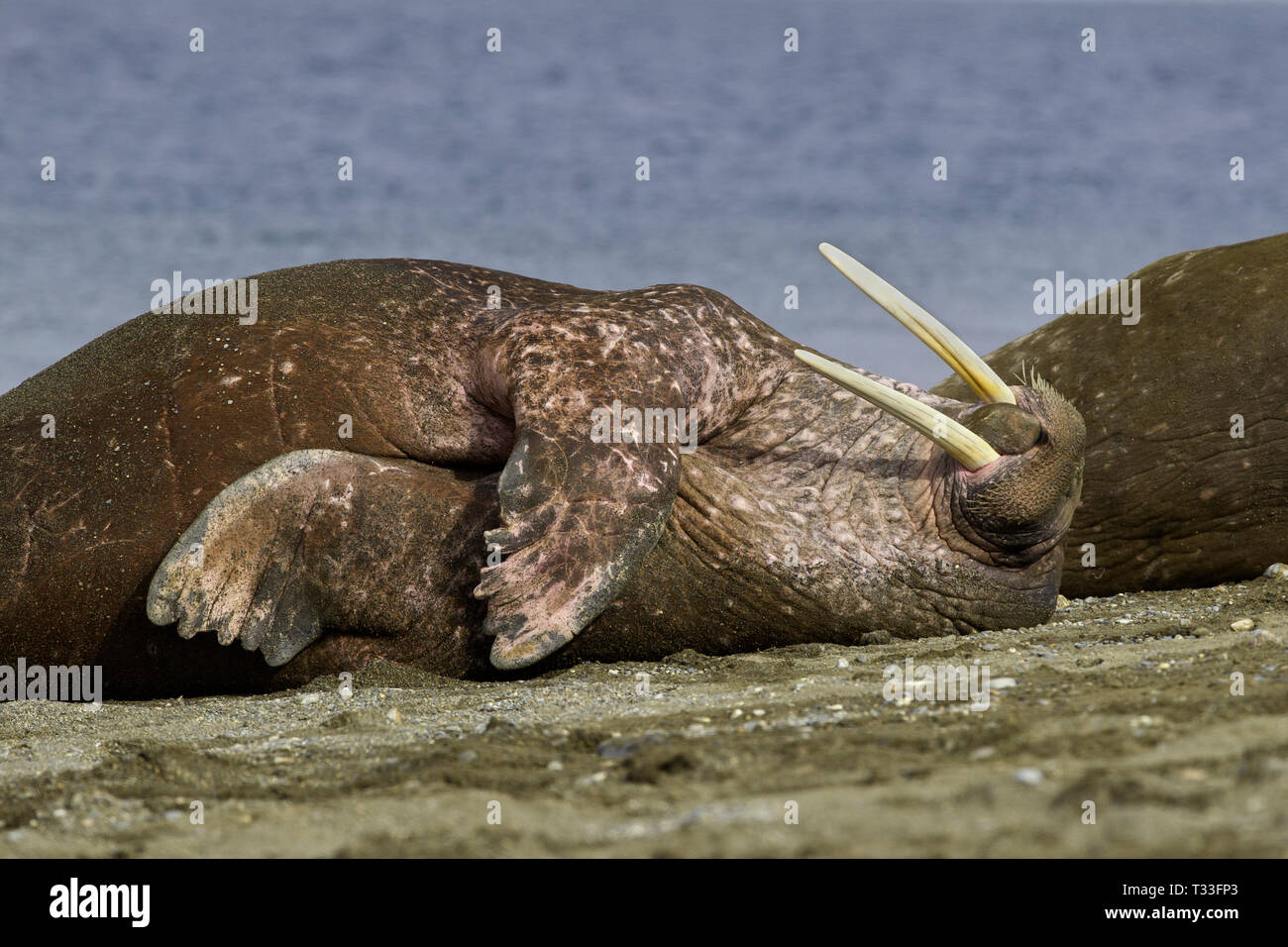 Morse de l'Atlantique (Odobenus rosmarus), Spitzberg, l'océan Arctique, en Norvège Banque D'Images