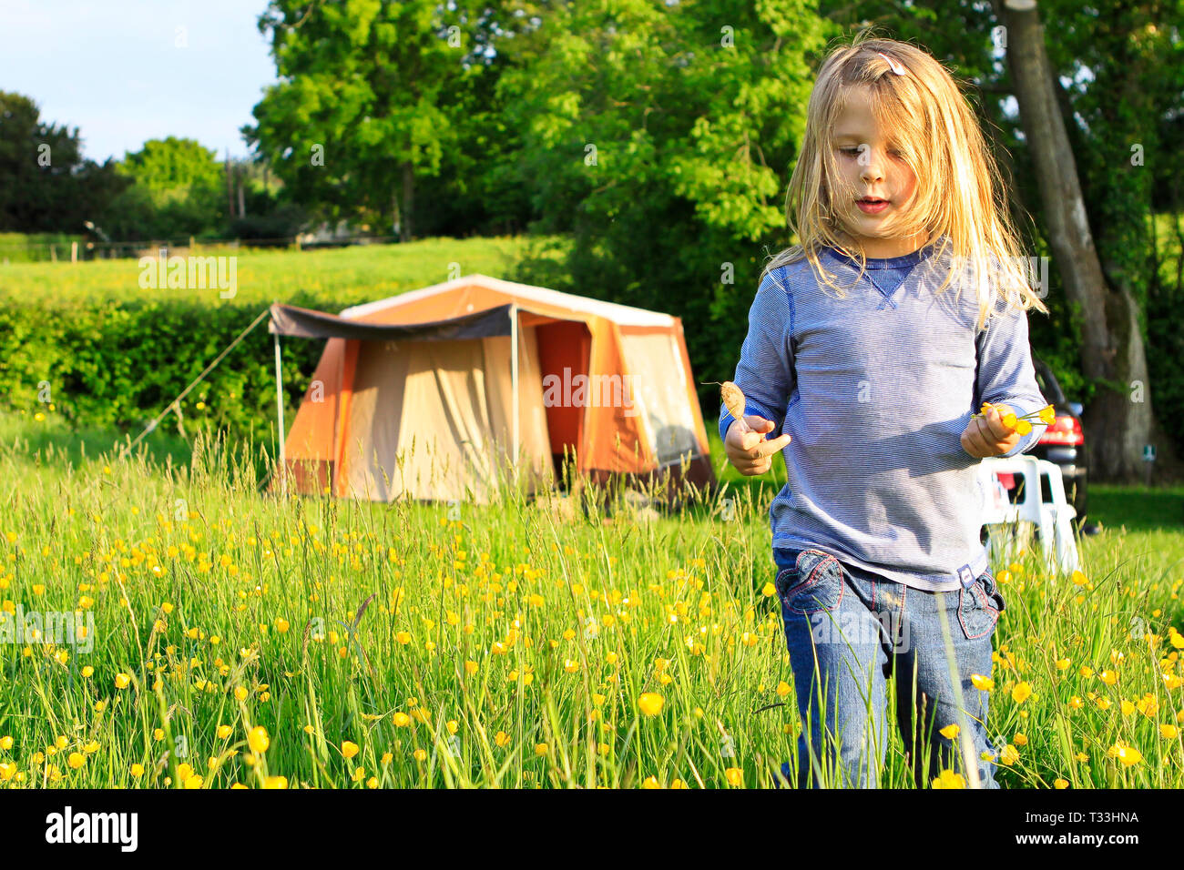 Little girl picking renoncules dans un pré à ciel Farm camping, Sussex, UK Banque D'Images