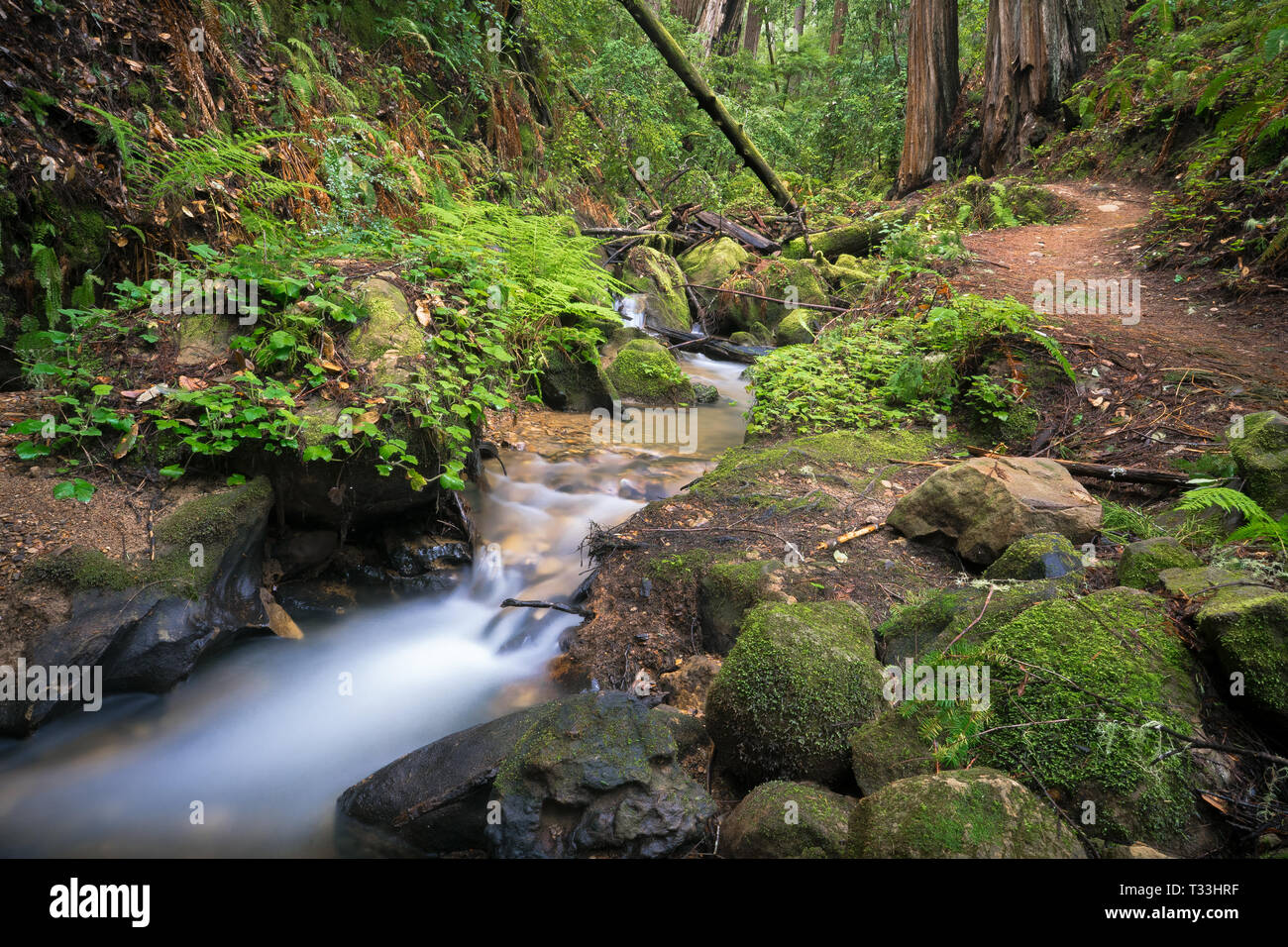 Sentier de randonnée & Berry Creek Redwoods en grand bassin State Park, Santa Cruz Mountains Banque D'Images